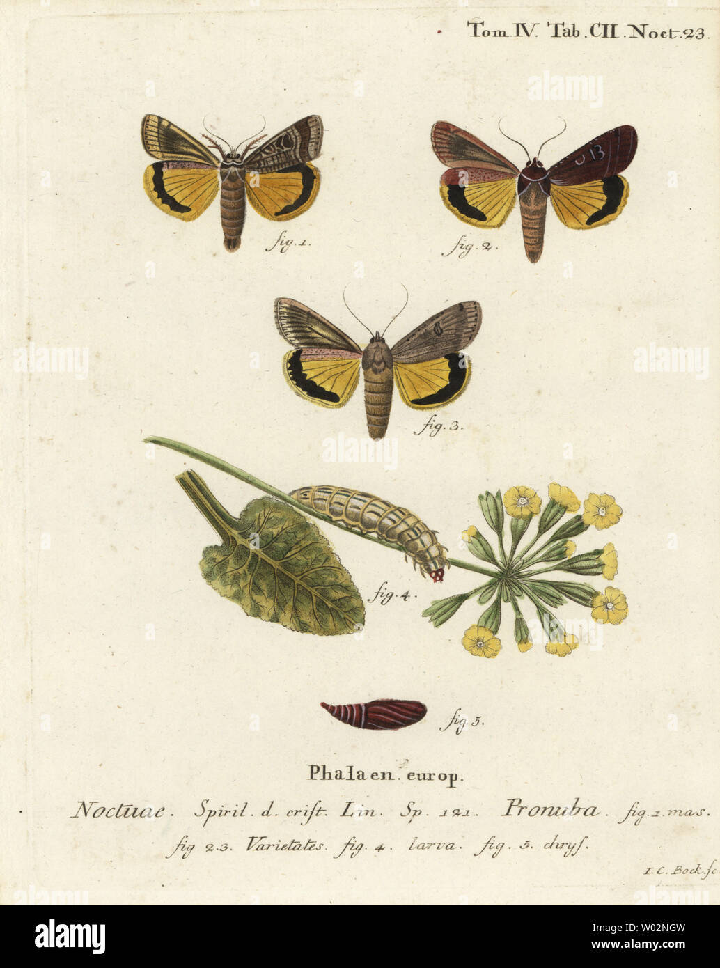 De grandes ailes jaunes, Noctua pronuba, et variétés. Coloriée à la gravure sur cuivre de Johann Carl Bock après Eugenius Johann Christoph Esper's Die Schmetterlinge in Abbildungen nach der Natur, Erlangen, 1786. Banque D'Images