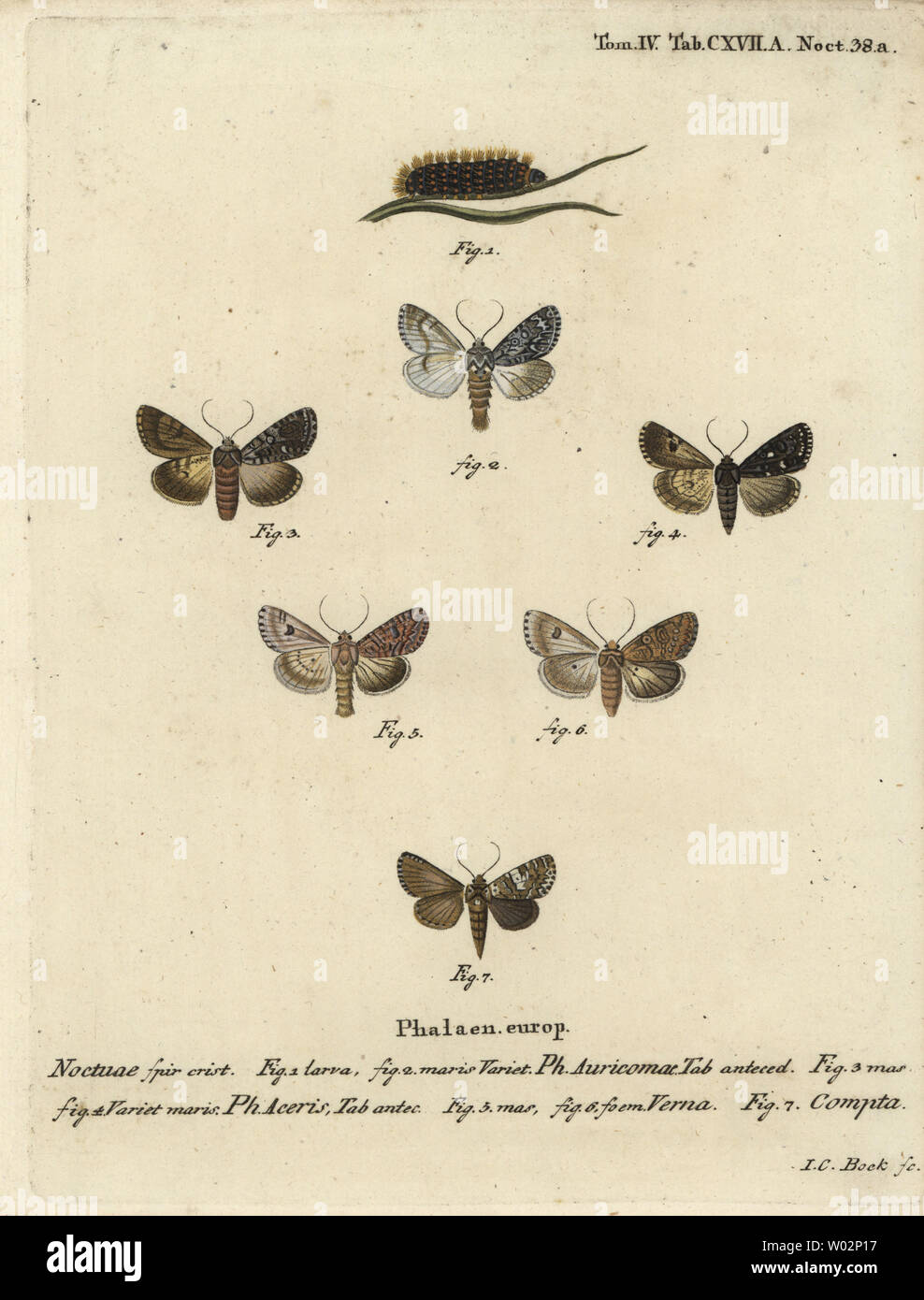 Rare poignard, Acronicta auricoma 1-3, espèce de sycomore, Acronicta aceris, muscade espèce 4,5, 6 Hadula trifolii et varié, coronet Hadena compta 7. Coloriée à la gravure sur cuivre de Johann Carl Bock après Eugenius Johann Christoph Esper's Die Schmetterlinge in Abbildungen nach der Natur, Erlangen, 1786. Banque D'Images