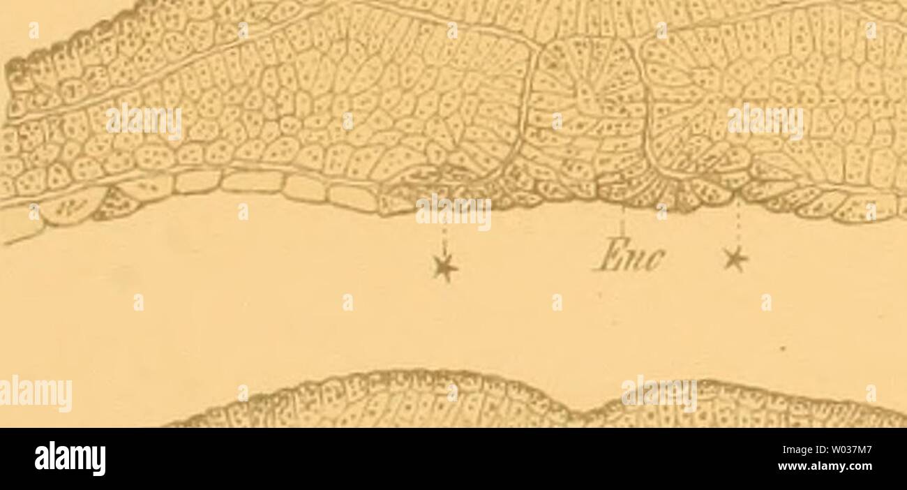 Image d'archive à partir de la page 178 de Die Entwicklung des mittleren Keimblattes. Die Entwicklung des mittleren Keimblattes Wirbelthiere dieentwicklungde der05hert Année : 1883 Taf. m ff ff'/.  Â ¢ facto.2. h-iik FiffS. Â:MMj:diS ! : 'â â M¤ Ã 6 ff. Fi. Fiff..9. ''' Eh- ;â ¢ vi, fin lYff.'//. fsf' Erir 1 -t fin -., â /J. 'Â -V f/, fe ..' 'f- Piff. 7. m 'f : - Em' Q&lt;r M' fiff.S. . Â ¢ â - L1â, Banque D'Images