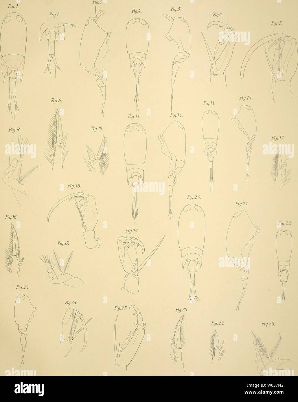 Image d'archive à partir de la page 178 de Die Corycaeinen Mit Berücksichtigung aller. Die Corycaeinen. Mit Berücksichtigung aller bekannten Arten00diecorycaeinenmi Plankton-Expedition dahl Année : 1912 G.f.l. Taf.x. 16.1 8. 23. 2.9.17.2.18. 70.3. 25. 19.11 Un 5.12. 26. 20. 13.6.Z7. 21.1 f-. 28.7.15.22. Ilg.l-28Mddhlgez. Verlag von Lipswst iLäpzig Tisdia-j Kid. LWi.ans !.c. E.A., FunktjLeipzig Banque D'Images