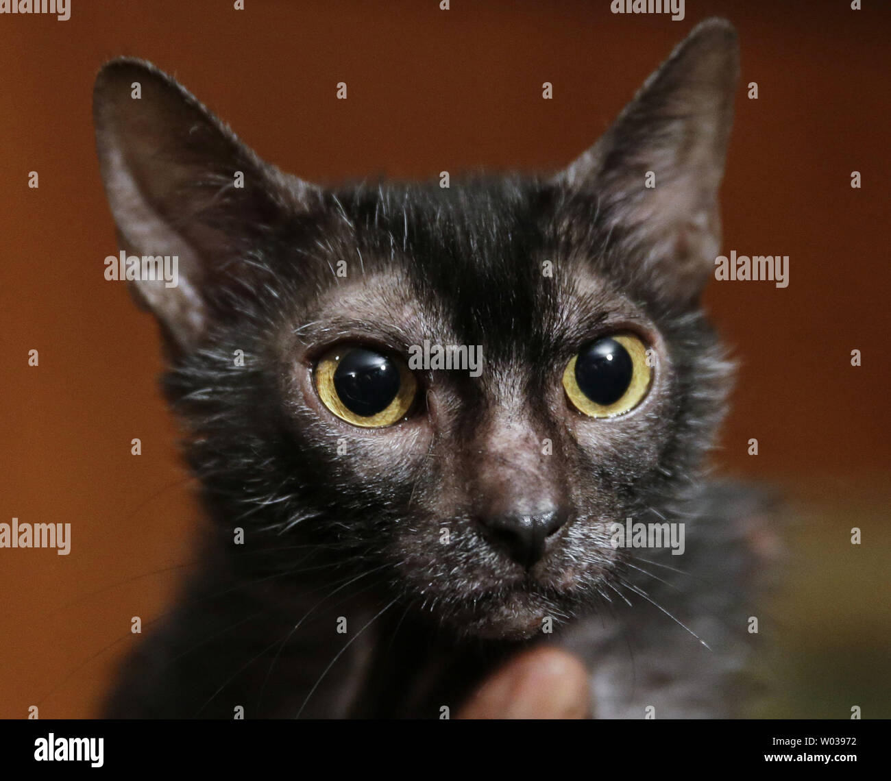 Une Race De Chat Domestique Connu Comme Une Lykoi Leloo Nomme Est Tenu Lors D Une Conference De Presse Lors De L Akc Annonce La Reconnaissance De Nouvelles Races De Chien Et De Chat