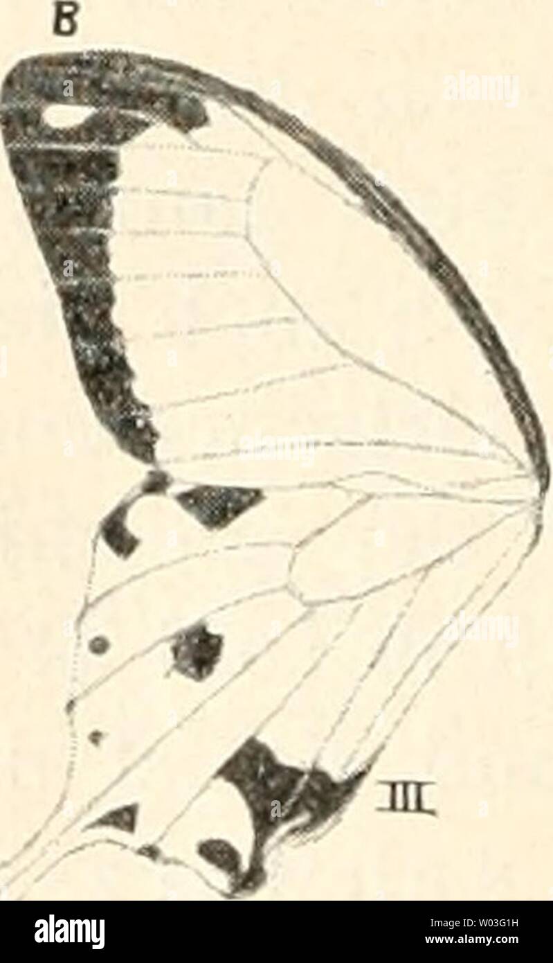 Image d'archive à partir de la page 195 de Die Entstehung der Arten auf. Die Entstehung der Arten auf Grund von erwobener Vererben Caractéristiques nach den Gesetzen organischen Wachsens : Ein Beitrag zur einheitlichen Auffassung der Lebewelt dieentstehungder02eime Année : 1897 ABB. 110. Papilio Merope L. var. Antinorii Oberth. Q '/2 nat. Gr. Abb. 111. Papilio Merope L. (S V2 nat. Gr. Banque D'Images