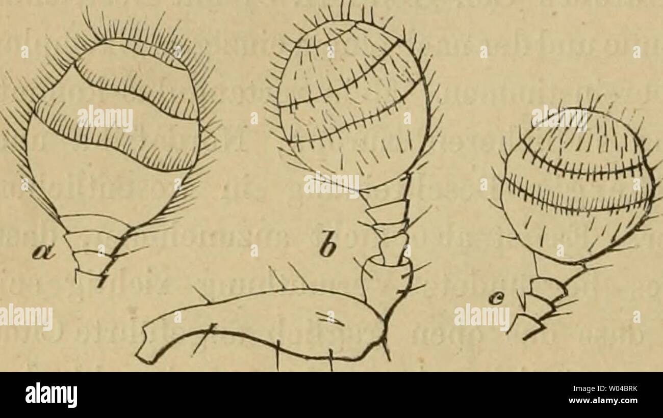 Image d'archive à partir de la page 251 de die europäischen Borkenkäfer Für Forstleute,. Die europäischen Borkenkäfer. Für Forstleute, Baumzüchter Entomologen dieeuropischen und00eich Année : 1881 236 Tom. Proximus. Männehen Flügelabsturz : i) suis beiderseits 4 Zähne, Die drei unteren dicht zusammengerückt. Weibchen : Suis Flügelabsturz 3 beiderseits Zähne, zwischen dem 2. und 3. ein stumpfer Höcker. Länge : 3-4 mm. Var. a. : Flügeldecken oder der ganze Körper bräunlich Roth (unausgefärbt). Tomicus proximus Eichh. Berl. ent. Zeit. 1867. p. 463 ; Kat. Tom. p. 263. Var.b. : ? Kleiner und schlanker, rostbraun, B Banque D'Images