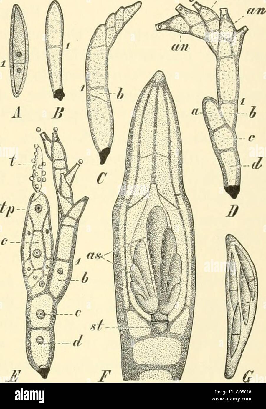 Uns Leben Banque D Image Et Photos Alamy