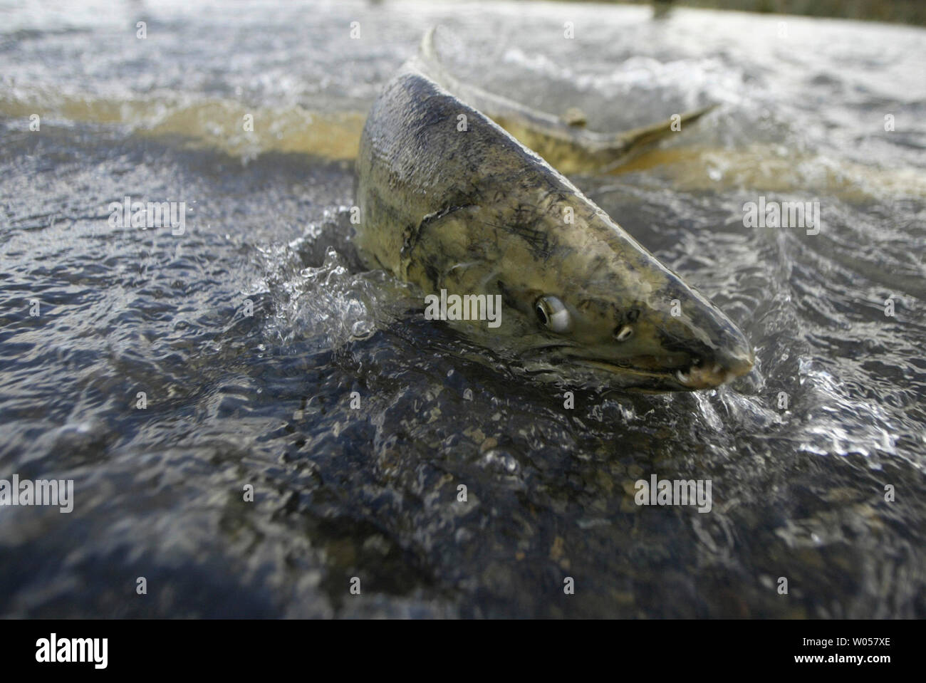 Un Sokomish saumon lutte pour traverser la route de la vallée le 16 novembre 2006 près de l'Union européenne, Washington. La pluviométrie régulière et les vents violents causés par le courant-jet subtropical, Pineapple Express, apporté des glissements de boue, les fermetures de routes et des inondations dans la région de Puget Sound. (Photo d'UPI/Jim Bryant) Banque D'Images