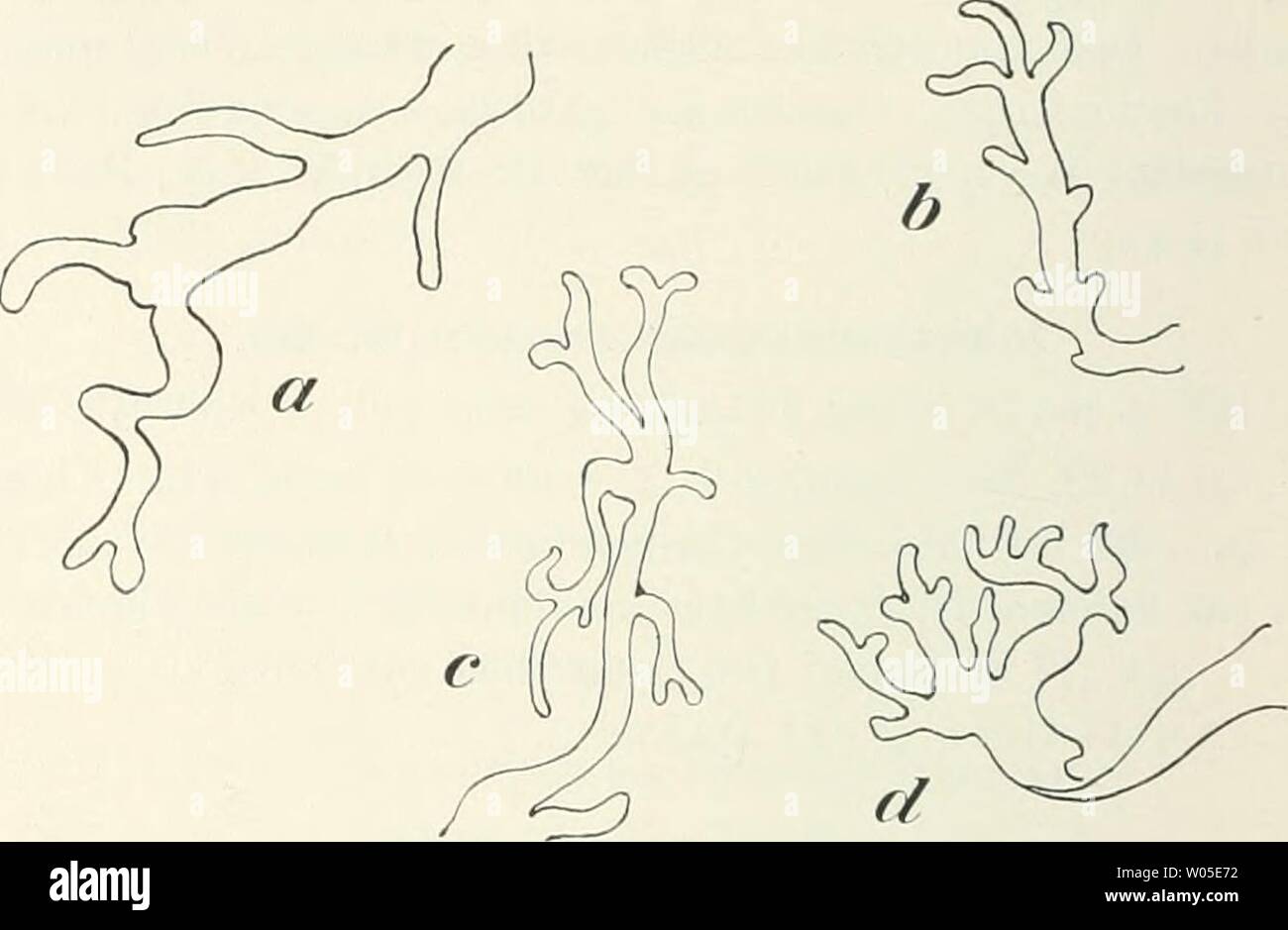 Image d'archive à partir de la page 329 de la faune ; Südwest-Australiens Die Ergebnisse, hrsg. Südwest-Australiens ; Ergebnisse Die Fauna, hrsg. von W. Michaelsen und R. Hartmeyer diefaunasdwest02hamb Année : 1907 242 Ddncker Schwanzflosse, Georg klein. Rückenflosse um mehr als ihre Länge beginnend hinter dem Analring. Zwischenschilder Seitenlinie und vorhanden. Urocanijjiis Gilntheri n. sp. Ann. 8  + 49, Ann. subd. - 6 -f- 10, D 12, un 0, P 9, C 8, B. i. 6. Operkel gekielt vollständig. Lange, vielverzweigte algenähnliche Hautanhänge, rote, fig. 2 a-d. Einige der Formen von Hautanhänge Urocampus Oiinthcri n. Banque D'Images