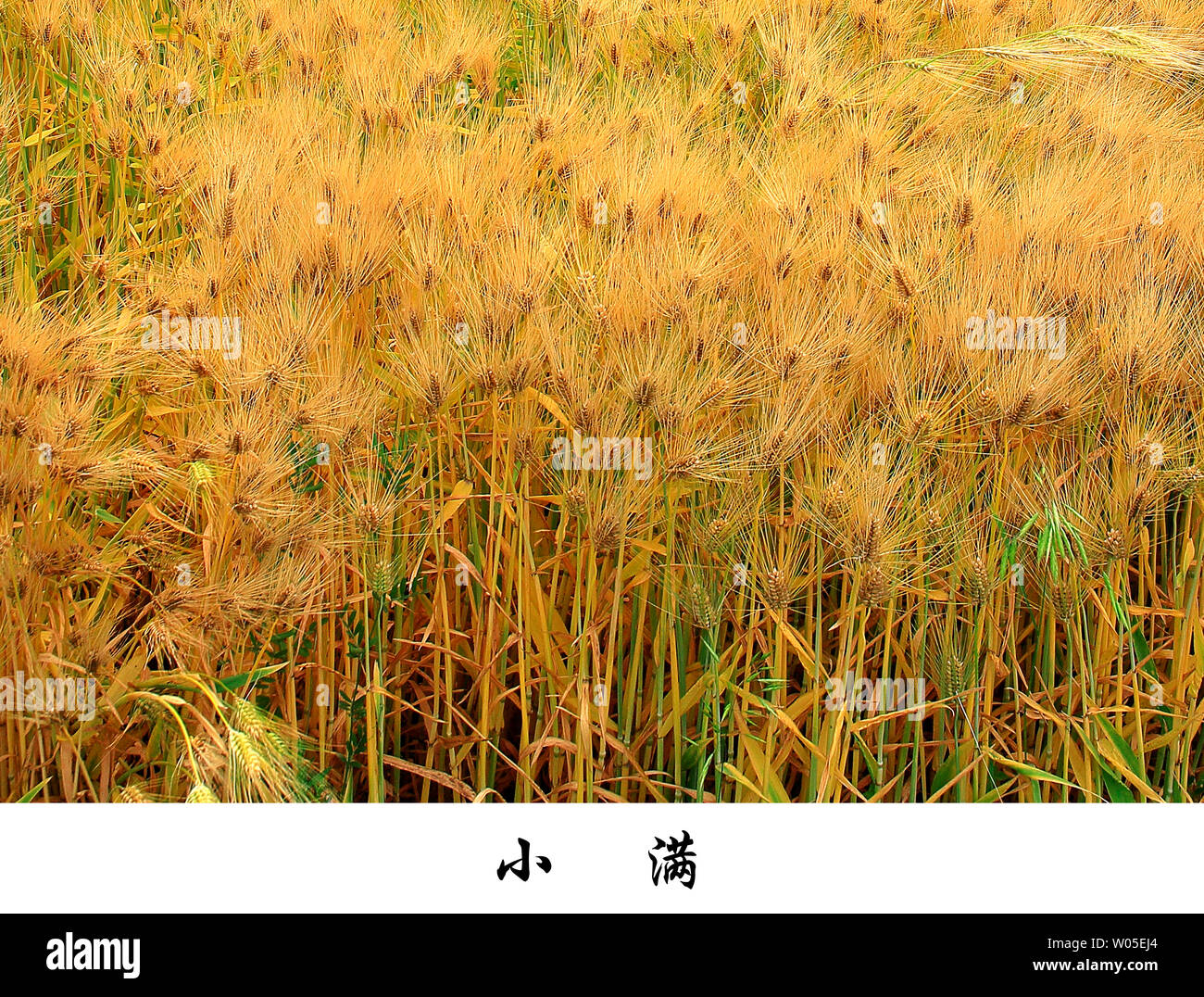 24 termes solaires ----Xiaoman Banque D'Images