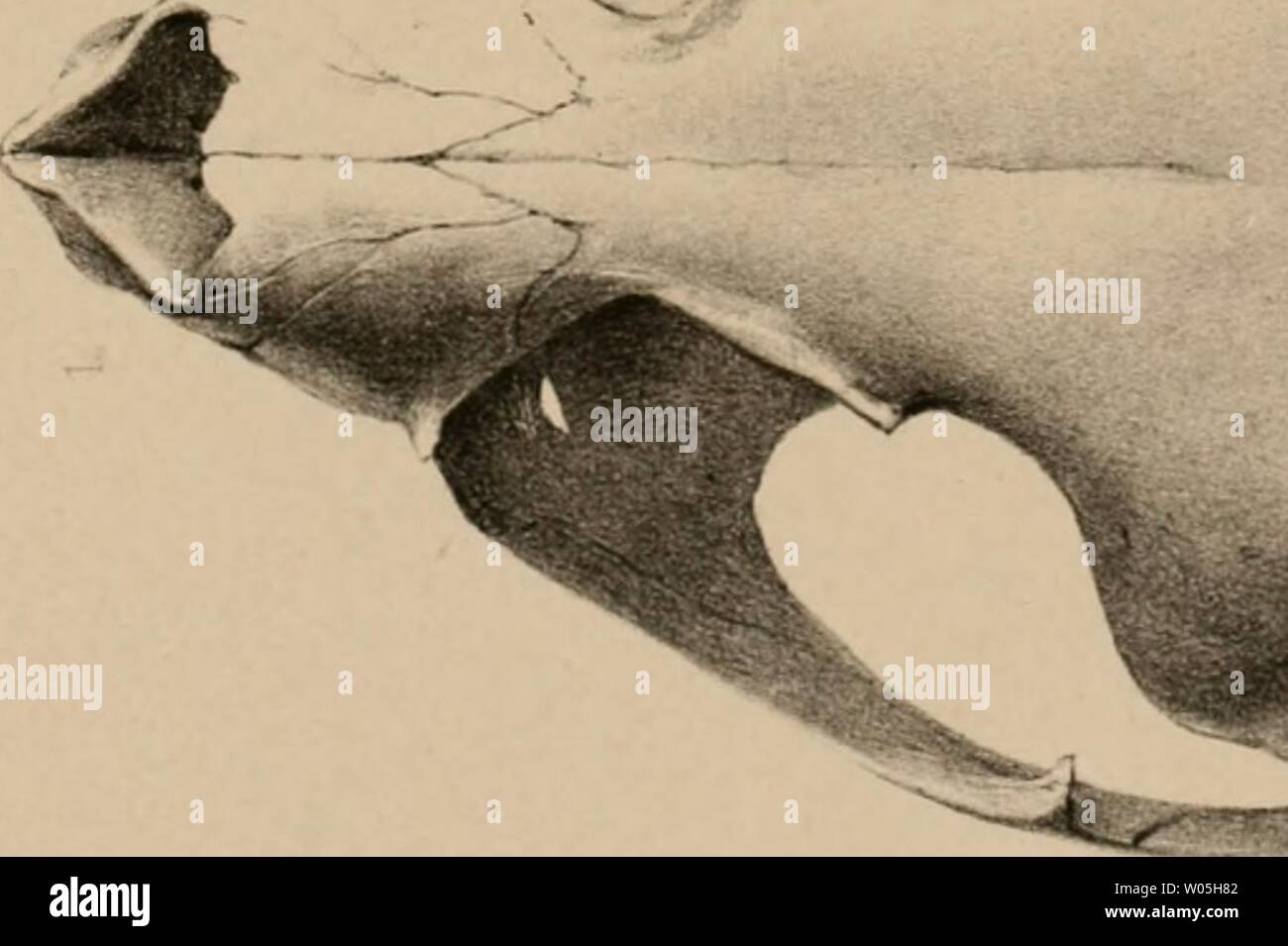 Image d'archive à partir de la page 340 de Die Forschungsreise S M S. Die Forschungsreise S. M. S. 'Gazelle' in den Jahren 1874 bis 1876 : unter Kommando des KapitÃ¤n Voir Freiherrn von Schleinitz Année dieforschungsrei03hydr : 1889 â x Oh X Banque D'Images