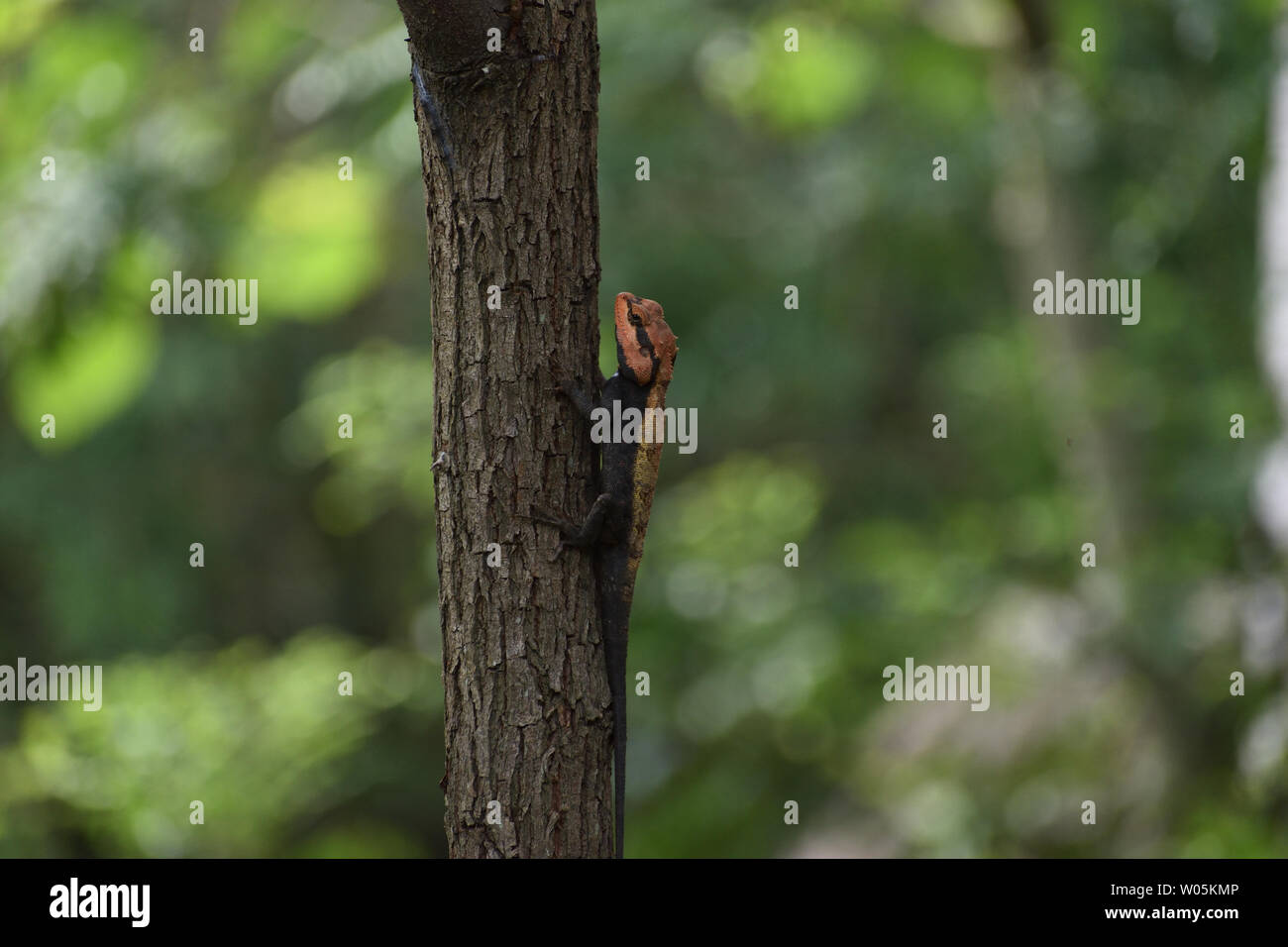 Lizard sur l'arbre de la forêt de... Banque D'Images