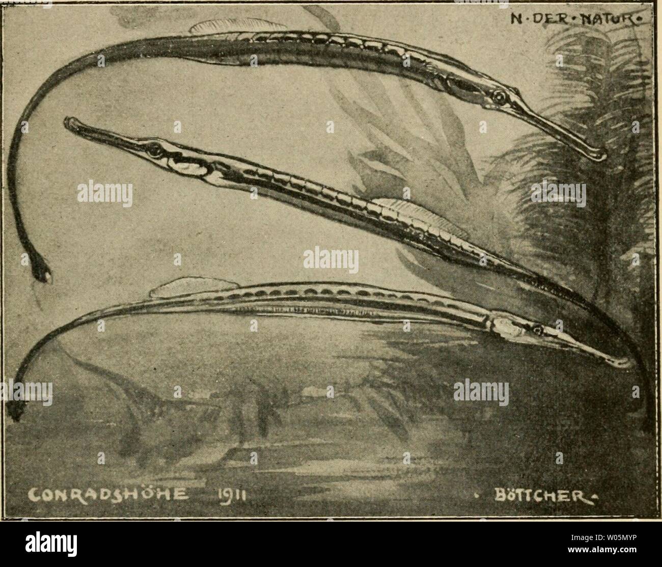 Image d'archive à partir de la page 348 de Die exotischen zierfische dans  le moût. Die exotischen zierfische wort und bild dans  dieexotischenzie00stan Année : 1914 337 Familie : des syngnathidés  (Seenadeln).