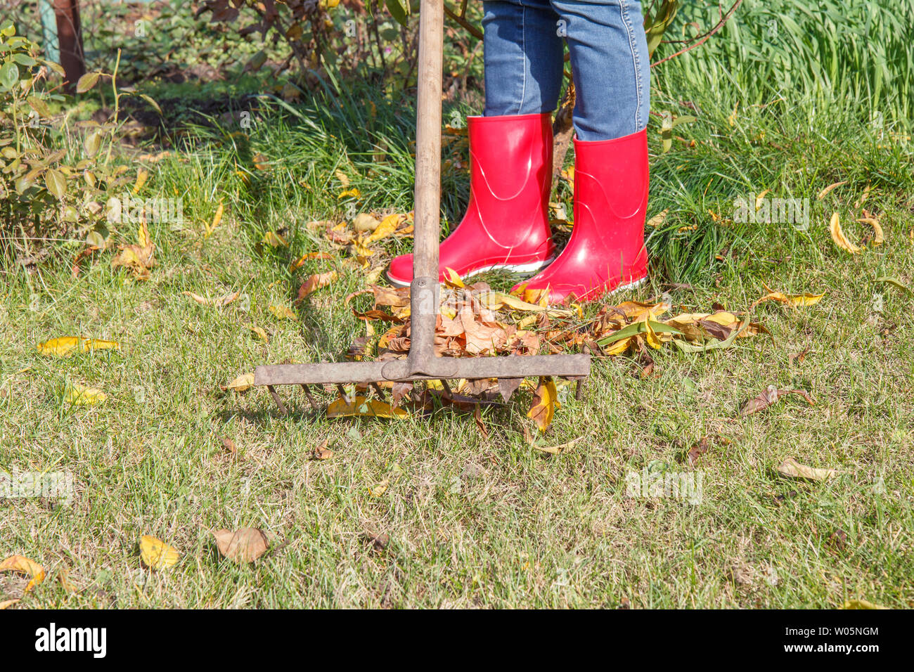 Femme bottes en caoutchouc rouge au jardinier nettoie un jardin avec  l'ancien râteau dans l'automne Photo Stock - Alamy