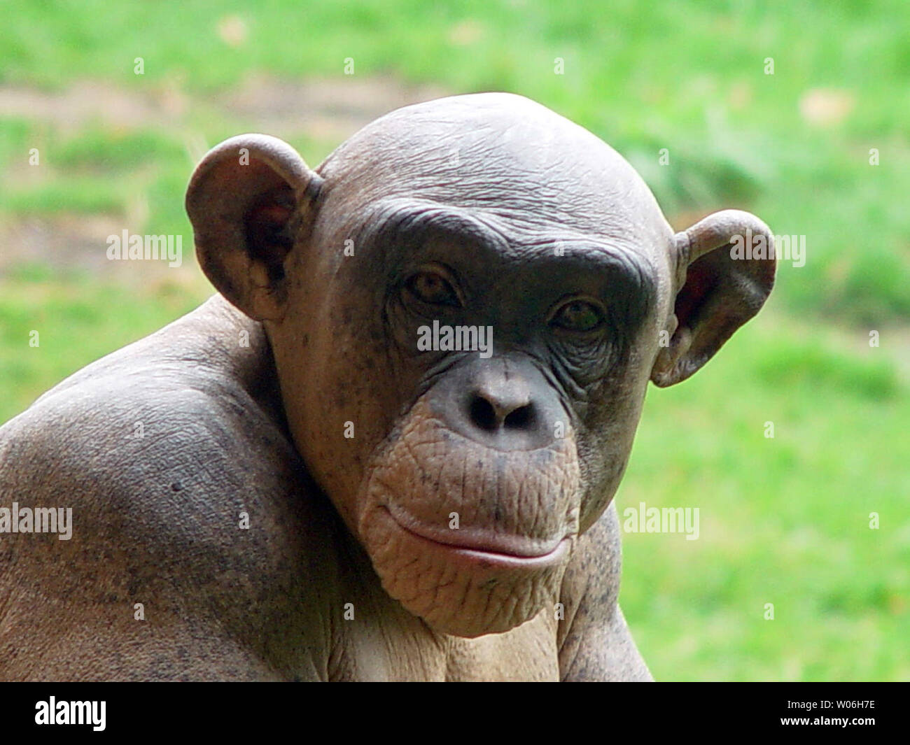 Des parpaings, un jeune de 14 ans au chimpanzé Zoo de Saint Louis, qui était le plus connu par ses fans comme 'le chimpanzé glabre,' est décédé inopinément le 15 février, a annoncé le Zoo, le 17 février 2008. Une nécropsie avec les résultats préliminaires de l'anatomopathologiste du Zoo de Saint Louis n'a pas montré une cause évidente de la mort inattendue. Des essais de laboratoire supplémentaires sont effectuées sur des échantillons de tissus, des échantillons de sang et de cultures de bactéries provenant de l'autopsie. (Photo d'UPI/St. Louis Zoo) Banque D'Images