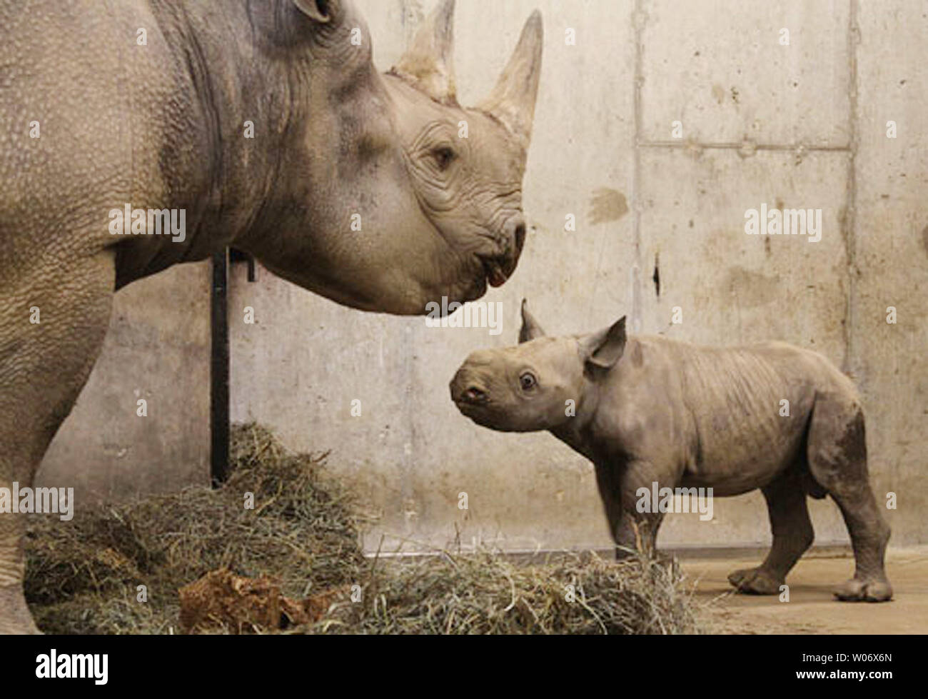 Le Zoo de Saint Louis a annoncé qu'un rhinocéros noir petit n'est né pour les parents pour la première fois, la pluie et le père mère Kati Ajabu à St Louis le 14 janvier 2011. Pesant 120-121/2 livres, le petit mâle tète correctement et d'être élevé par sa mère, selon le personnel du Zoo. C'est le premier rhinocéros noir veau à être né au zoo de Saint Louis en 20 ans. En tout, huit rhinocéros noir les veaux sont nés au Zoo. Le rhinocéros noir a connu la plus forte baisse des espèces de rhinocéros. En 1970, il a été pensé qu'il y avait environ 65 000 rhinocéros noirs en Afrique. En 1993, il y avait seulement 2,3 Banque D'Images