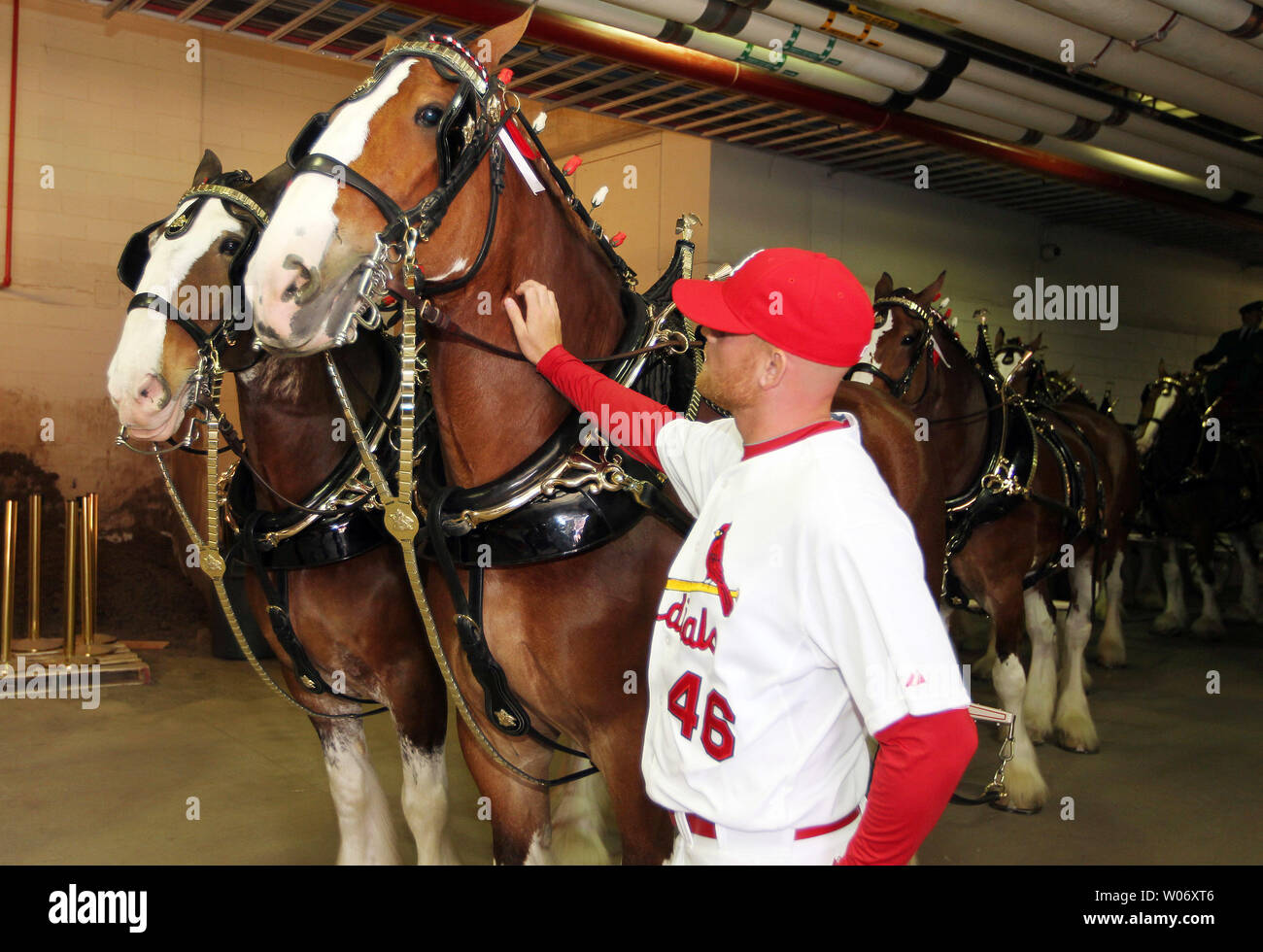 Cardinals de Saint-Louis pitcher Kyle McClellan devient de plus près la Budweiser Clydesdales avant l'ouverture des cérémonies du Jour du souvenir au Busch Stadium de Saint-Louis le 31 mars 2011. UPI/Bill Greenblatt Banque D'Images