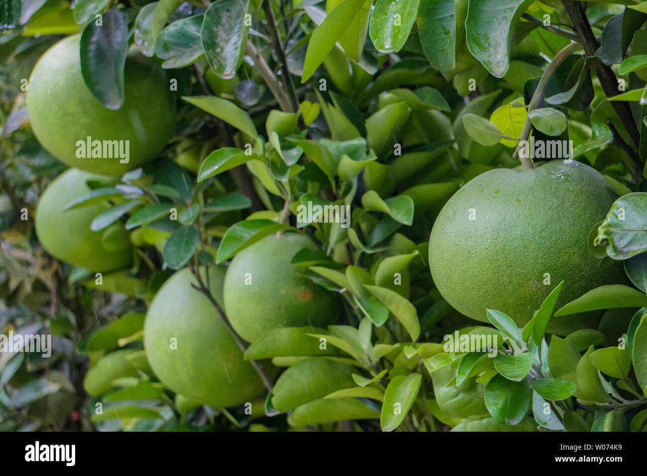 Pomelo Fruit tree dans Jambura Batabinebu ou du Bangladesh. Pomelo Mur Citron Banque D'Images