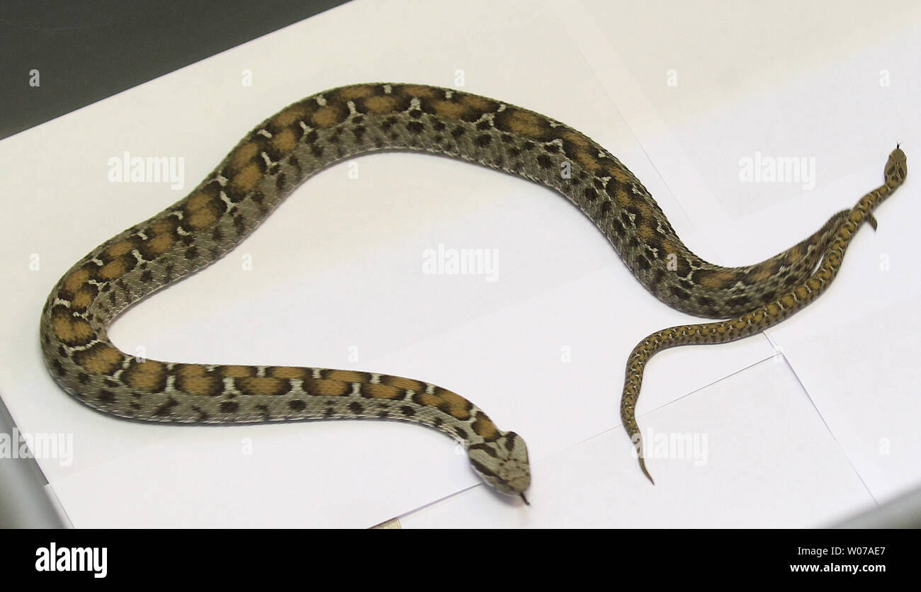 Fortement Menacees D Un Bebe De Sept Pouces Ocellate Serpent Viper R Reste Pres De Sa Mere Tandis Que Sur L Affichage A La Zoo De Saint Louis A St Louis Le 3 Septembre