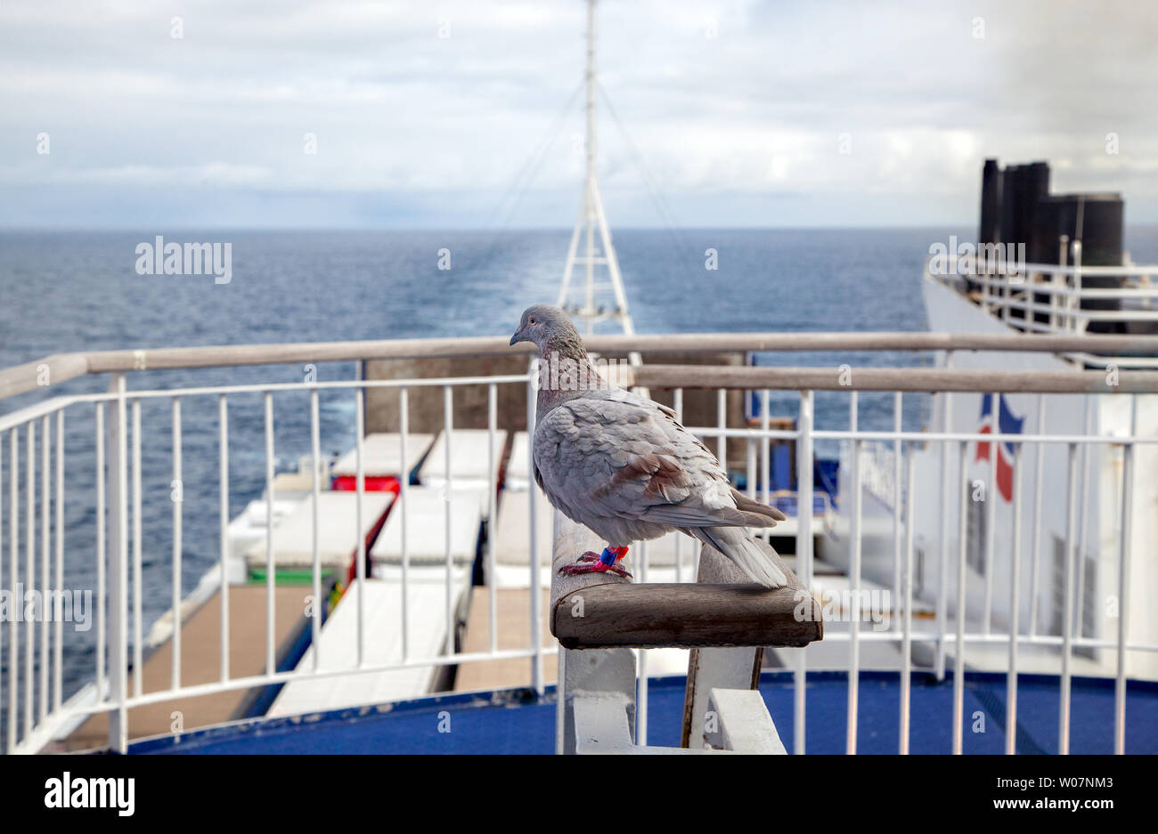 Pigeon de reposant sur un navire de Brittany Ferries traversée entre Portsmouth en Angleterre et Santander Espagne Banque D'Images
