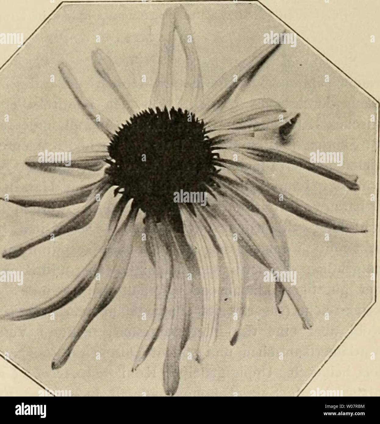 Image d'archive à partir de la page 622 de Die Gartenwelt (1897). Die Gartenwelt diegartenwelt05berl Année : 1897 V, 49 Die Gartenwelt. Echinacea 579 hybr. rosea (ABB. Seite 578, oben) mit ihrer schönen und forme sattrosa Färbung fällt jedem Blumen- künstler zuerst die Augen ; unter einer Menge von Säm- lingen sind auch wieder mannigfaltige Formen und Farben- variationen zu finden, z. B. lumineux karminrosa lachsfarbige riesig und Schattierungen. Scheibe hellorange. Ä 1 um 11 k M -1 m 1 - j 1 iM 1 mm ' Im V M B '.JB n N machende Neuheit wird erst voraussichtlich Frühjahr 1903 Handel übergeben dem ; Banque D'Images