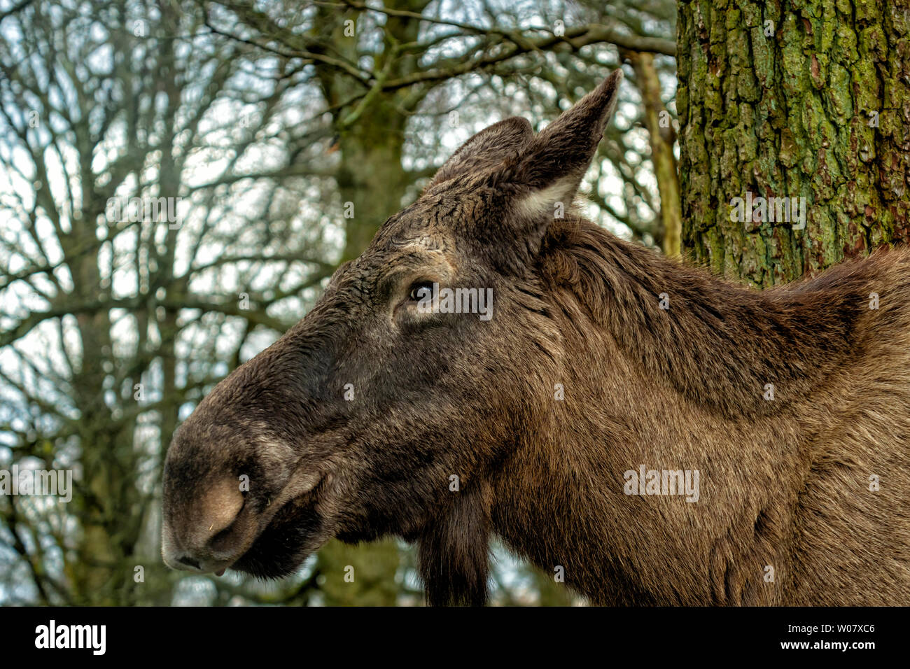 European moose Alces alces Banque D'Images