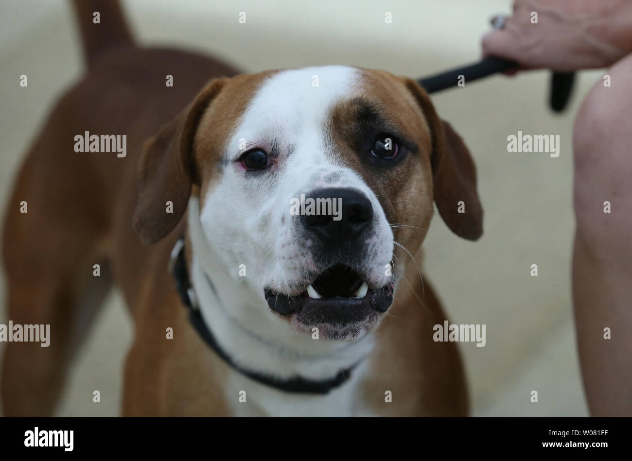 Brutus, un enfant de trois ans/Boxer mix Beagle célèbre la Journée nationale Mutt Barking, dans les salles de l'Oregon Humane Society of Missouri à St Louis le 31 juillet 2017. Brutus est arrivé à la Société protectrice des animaux d'un refuge en Louisiane pour qu'il puisse trouver un foyer définitif. Photo de Bill Greenblatt/UPI Banque D'Images