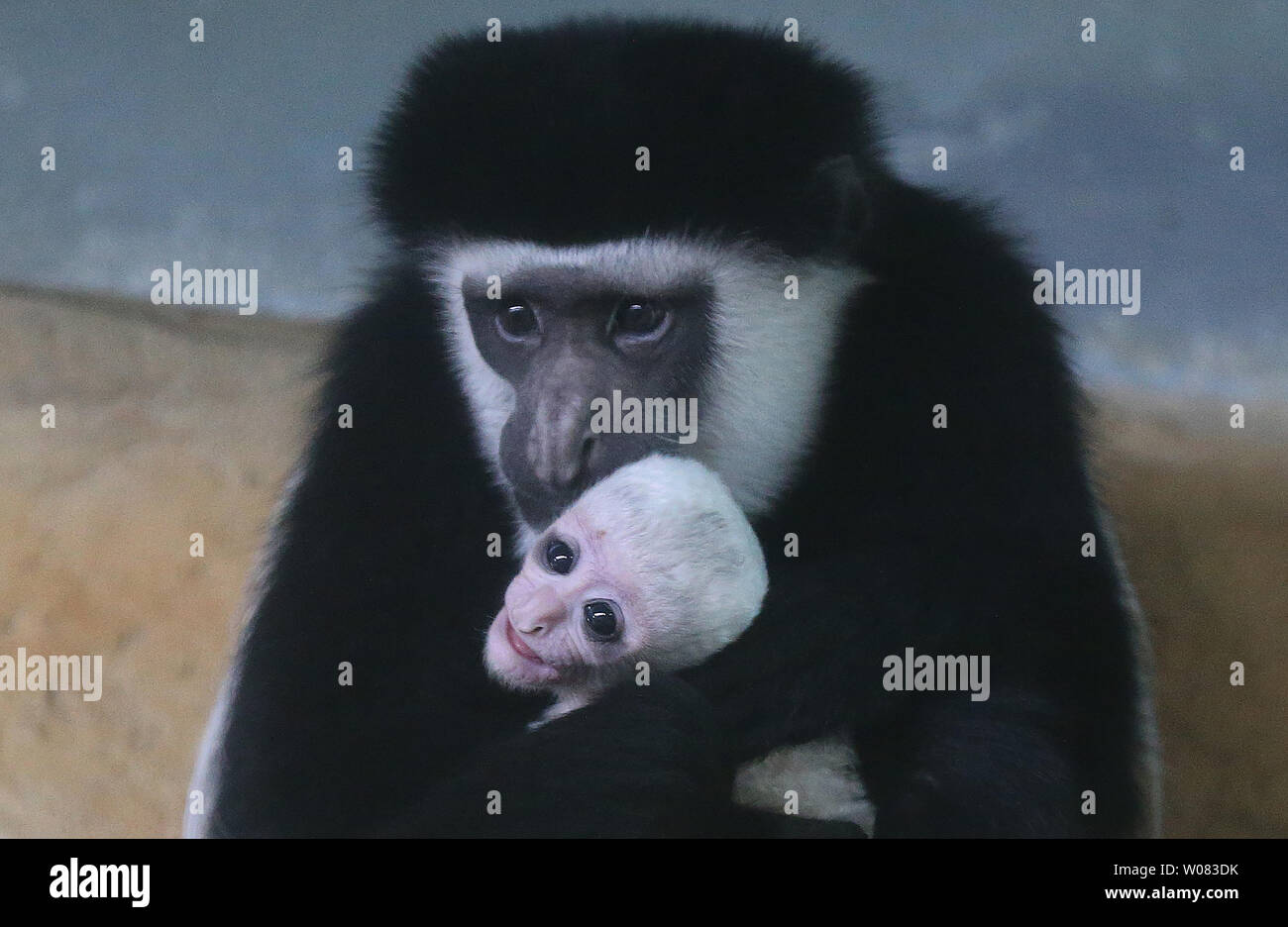 Un Singe Colobus Nouvellement Ne Est Detenu Par Un Sibibling Au Zoo De Saint Louis A St Louis Le 17 Janvier 18 Le Singe Egalement Connu Sous Le Nom De Guereza Colobus