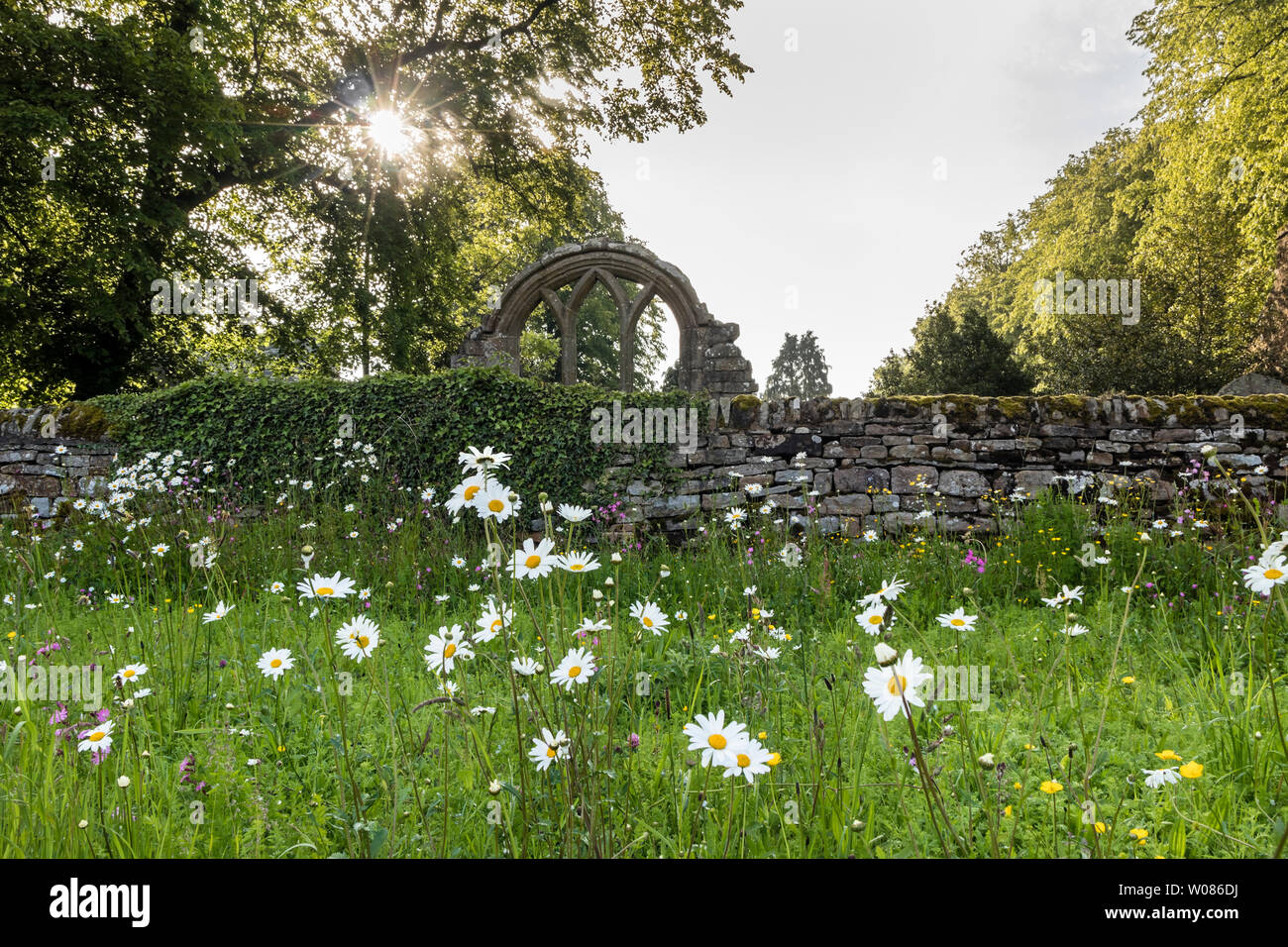 Ox-Eye Daisy Fleurs St Mary the Virgin Church jardin de fleurs sauvages à Middleton-in-Teesdale, County Durham, Royaume-Uni Banque D'Images