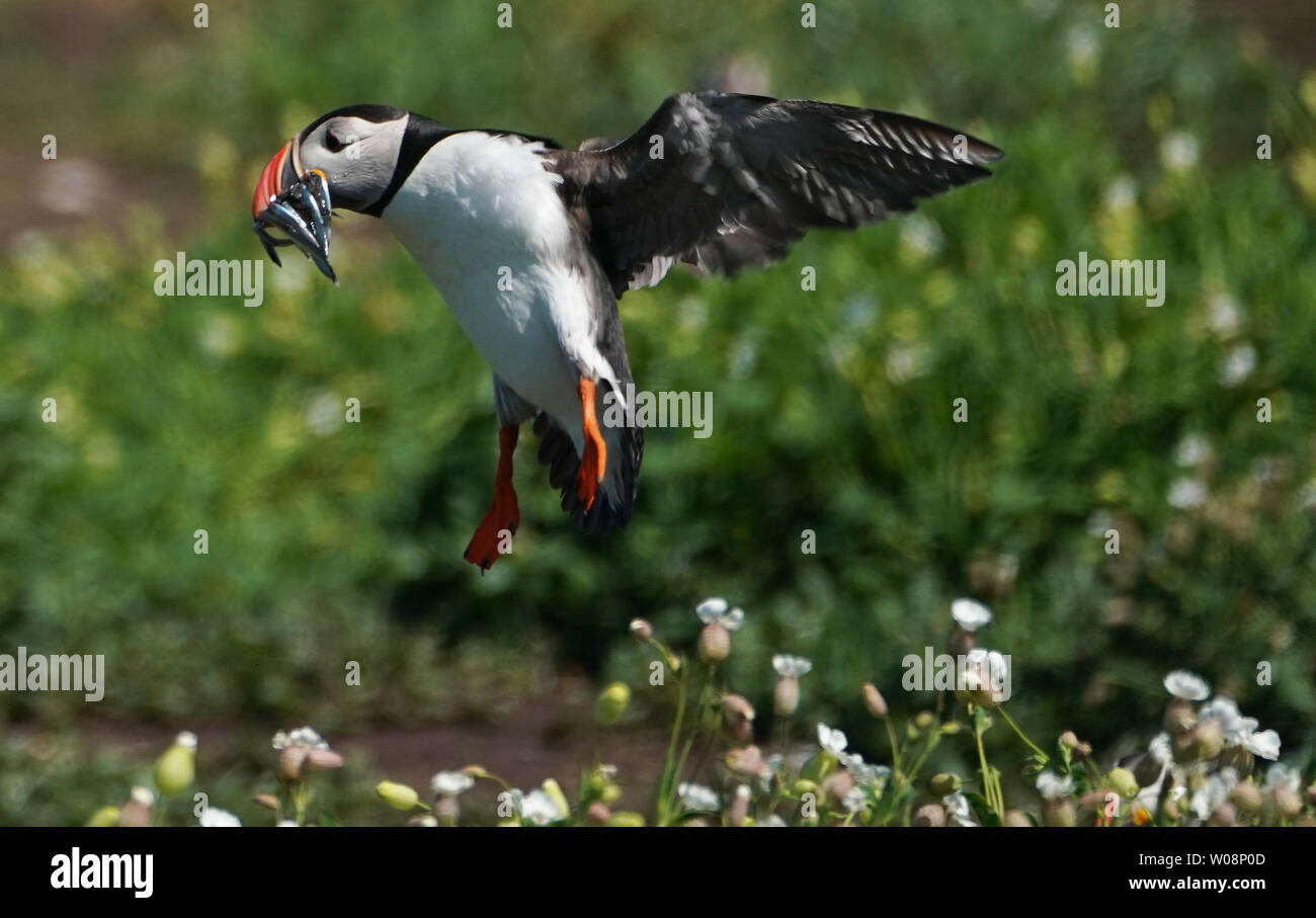 Un macareux moine sur l'Iles Farne détient le poisson dans son bec. Des sternes arctiques, les macareux, guillemots et baise tous subi des pertes en raison d'importantes précipitations sur les îles Farne plus tôt ce mois-ci que les poussins et baby (pufflings les macareux) étaient le plus vulnérables. 125mm de pluie sont tombés en seulement 24 heures, le 13 juin 2019, soit cinq fois le montant qui est tombé dans l'ensemble du mois de juin de l'année précédente (24.8mm). Banque D'Images