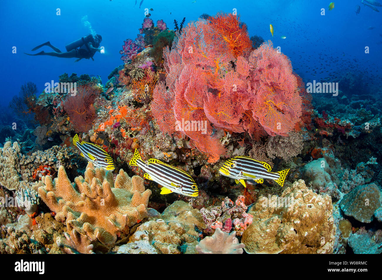 Diver (MR) et trois poissons, oriental sweetlips Plectorhinchus orientalis, gorgones et corail avec alcyonarian, Fidji. Banque D'Images
