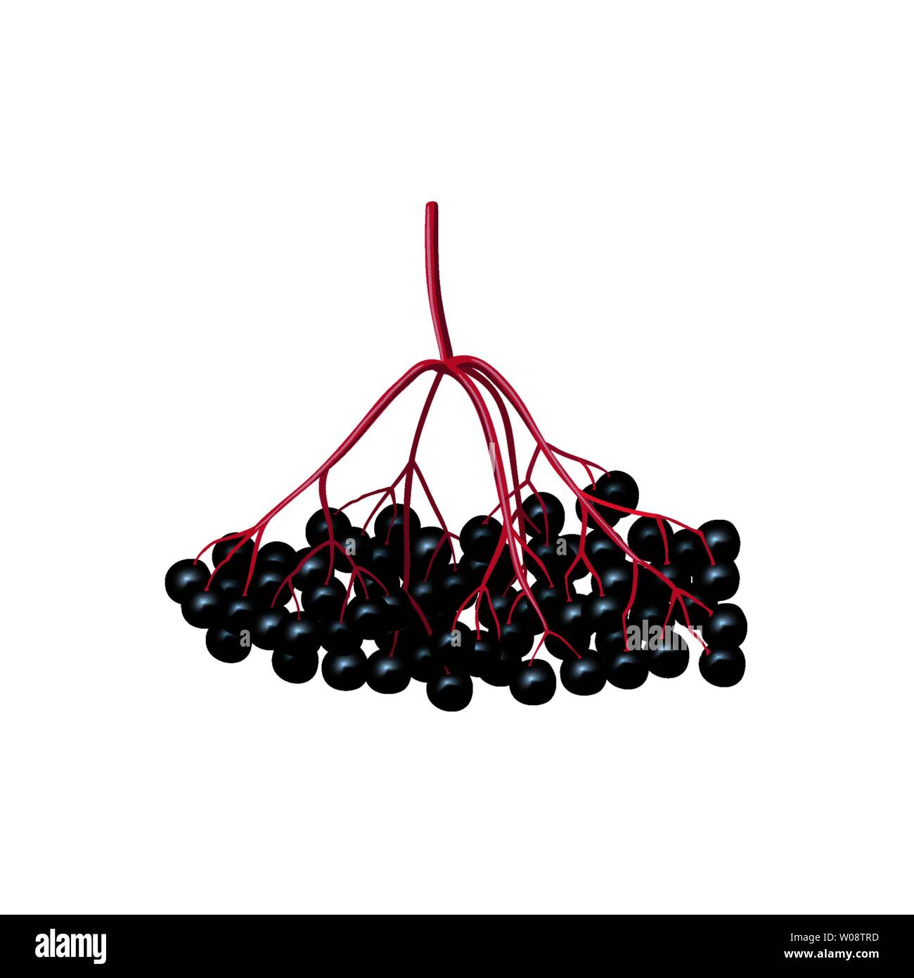 Petits fruits noirs isolés sur une branche d'arbre. cassis, sureau, aronie. fruits isolés. Illustration de Vecteur