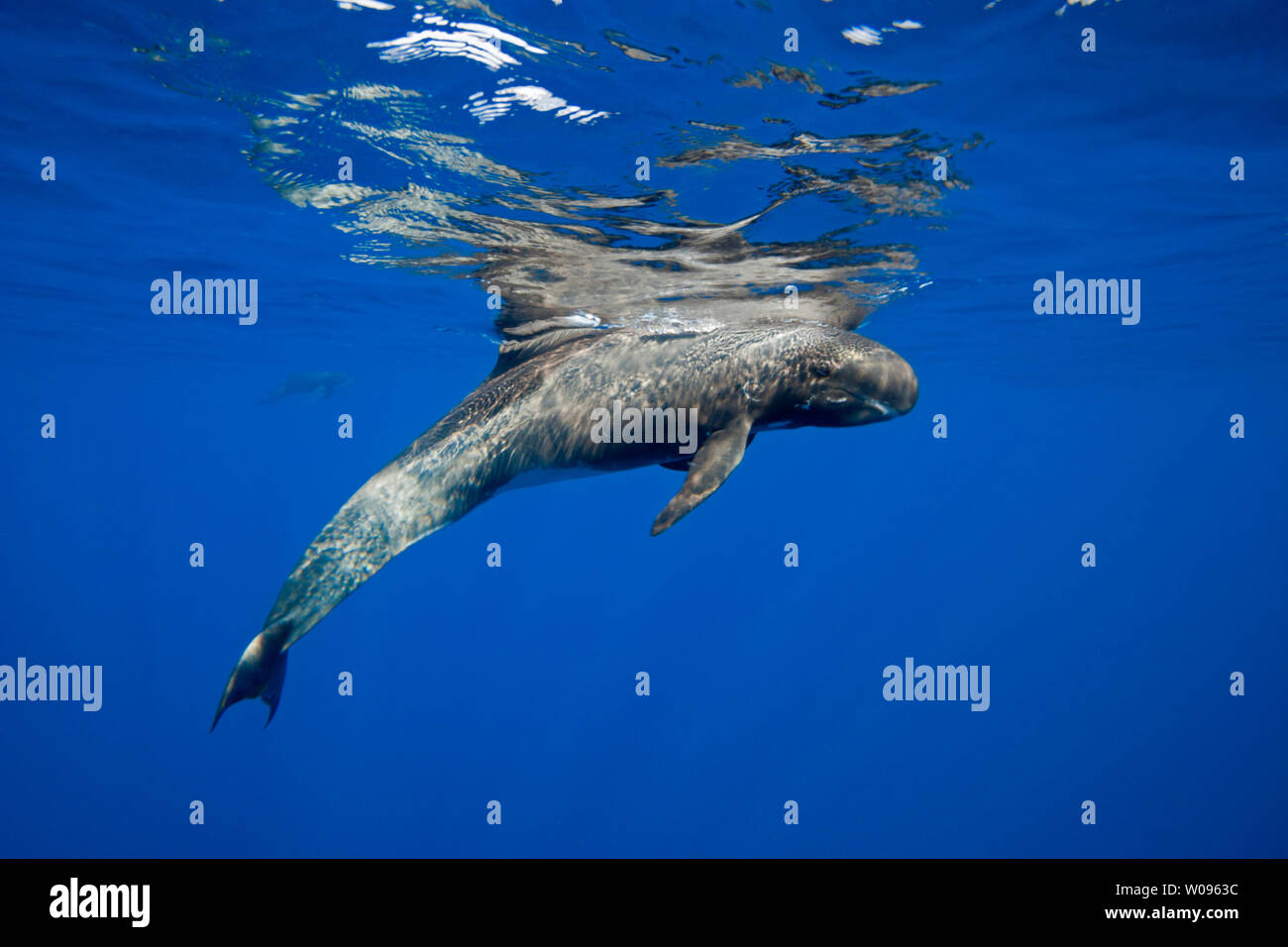 L'orque pygmée, Feresa attenuata, également connu sous le nom de la mince blackfish ou la baleine pilote, New York. Banque D'Images