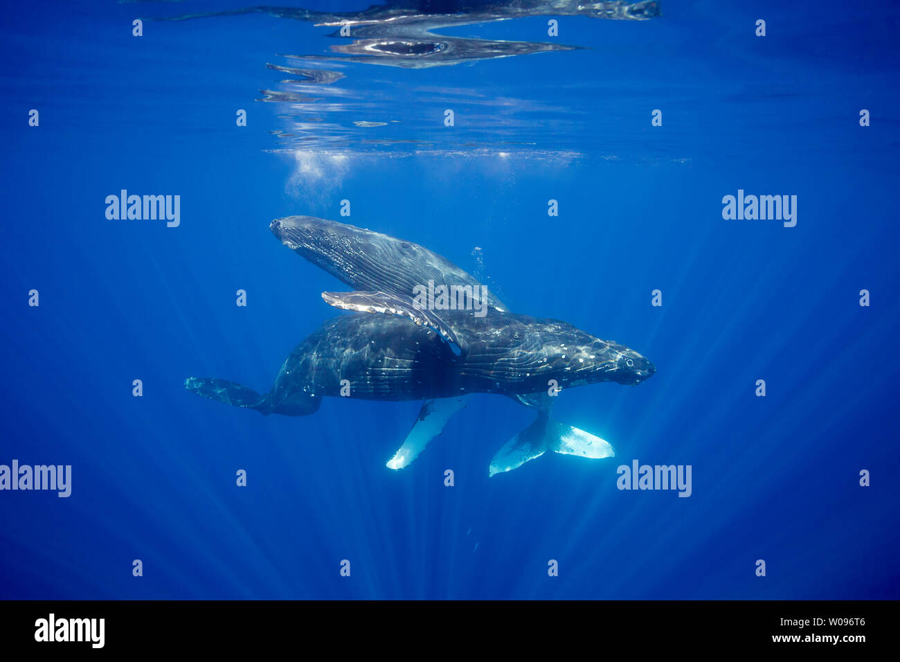 Une paire de baleines à bosse, Megaptera novaeangliae, New York. Banque D'Images
