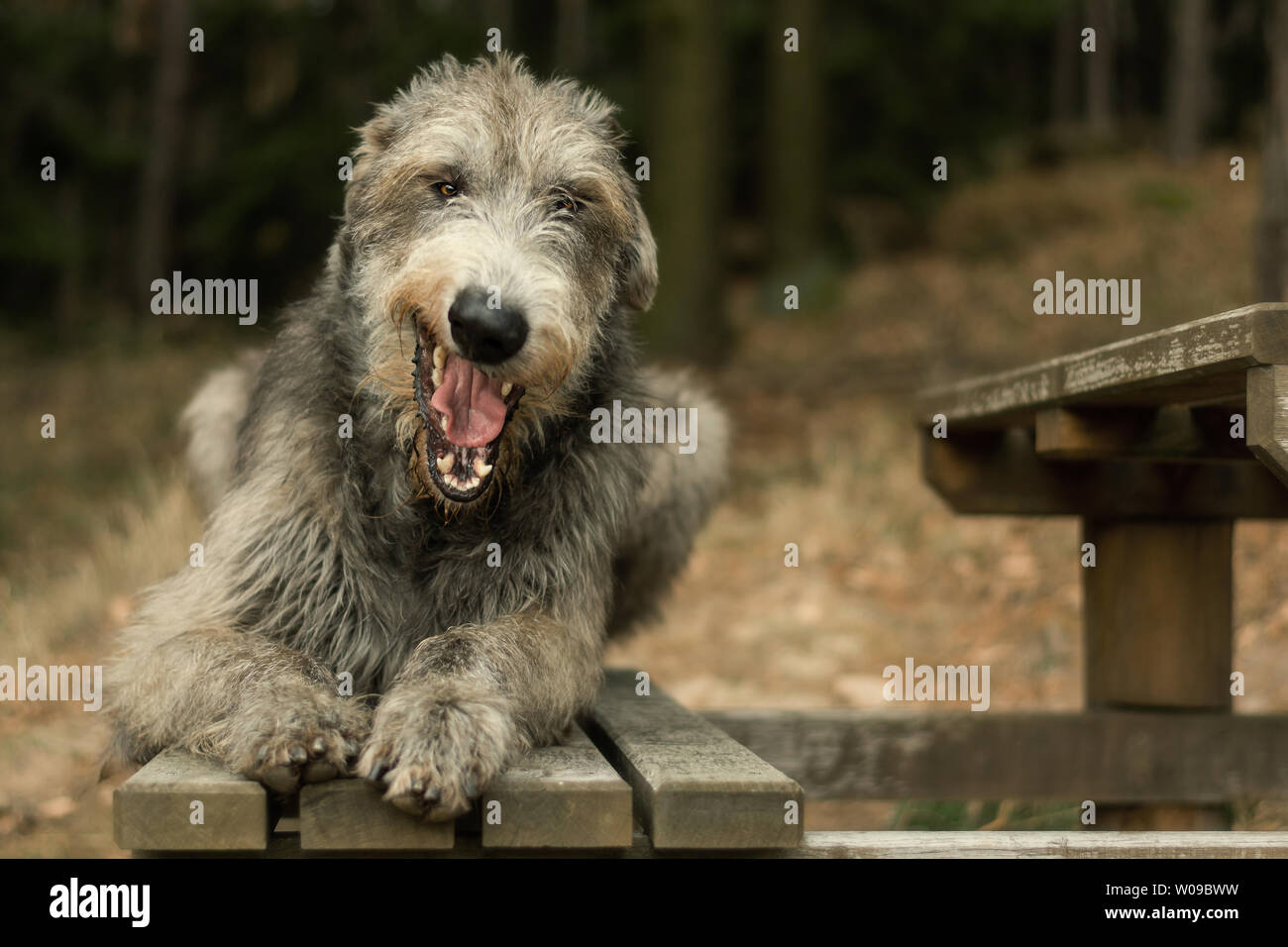 Irish Wolfhound, gros chien bâillement gris allongé sur un banc dans les bois Banque D'Images