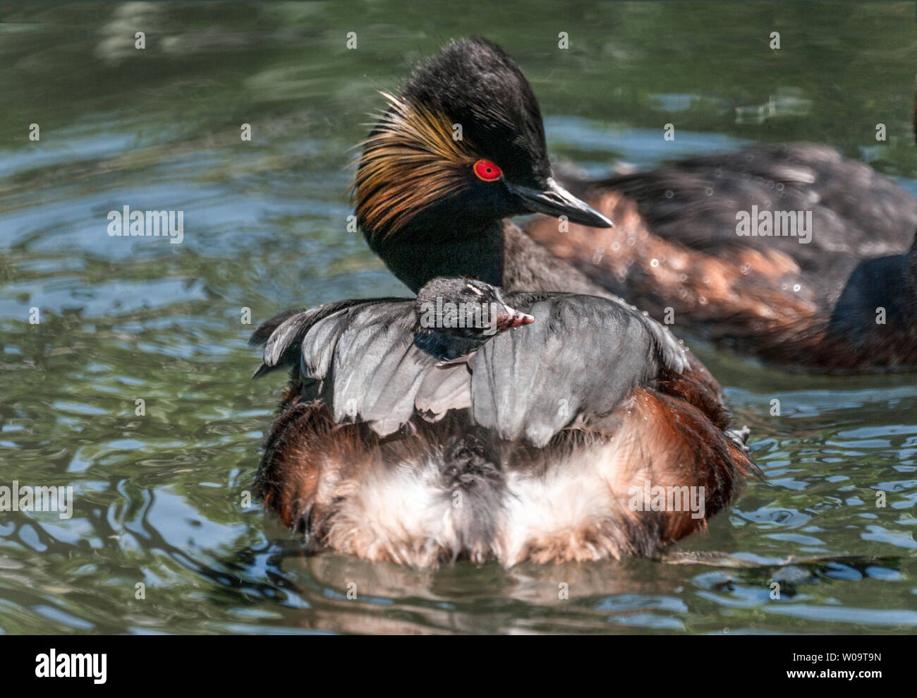 Grèbe à cou noir (Podiceps nigricollis).Adulte en plumage nuptial transportant un poussin sur son dos. Banque D'Images