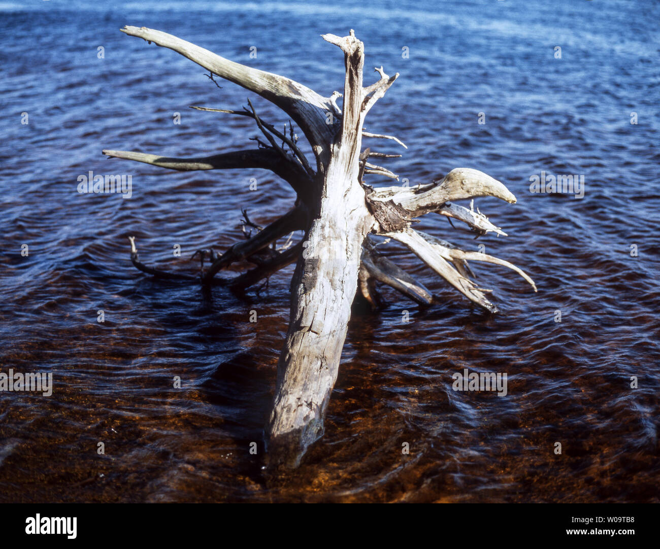 France.Dept. Hautes-pyrénées.Une souche d'arbre blanchie dans les eaux peu profondes du lac.Gaube près de Pont Espagne. Banque D'Images