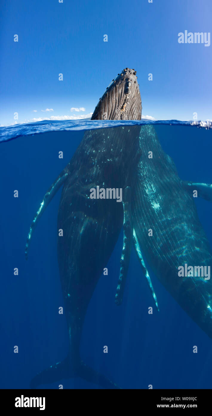 Une image fractionnée d'une paire de baleines à bosse, Megaptera novaeangliae, sous l'eau et au-dessus, Maui, Hawaii. Banque D'Images