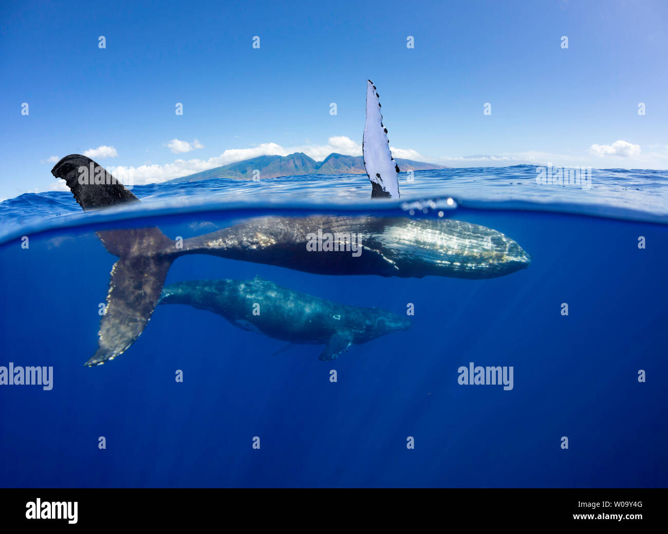Une image fractionnée d'une paire de baleines à bosse, Megaptera novaeangliae, sous l'eau en face des montagnes de West Maui juste au sud de Lahaina, Hawaii. Banque D'Images