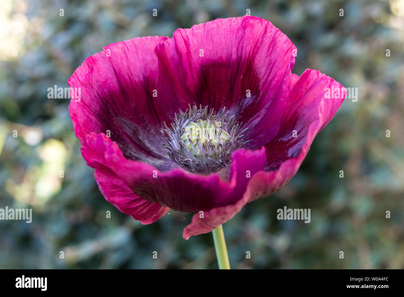 Papaver somniferum Pavot Fleur, UK Banque D'Images