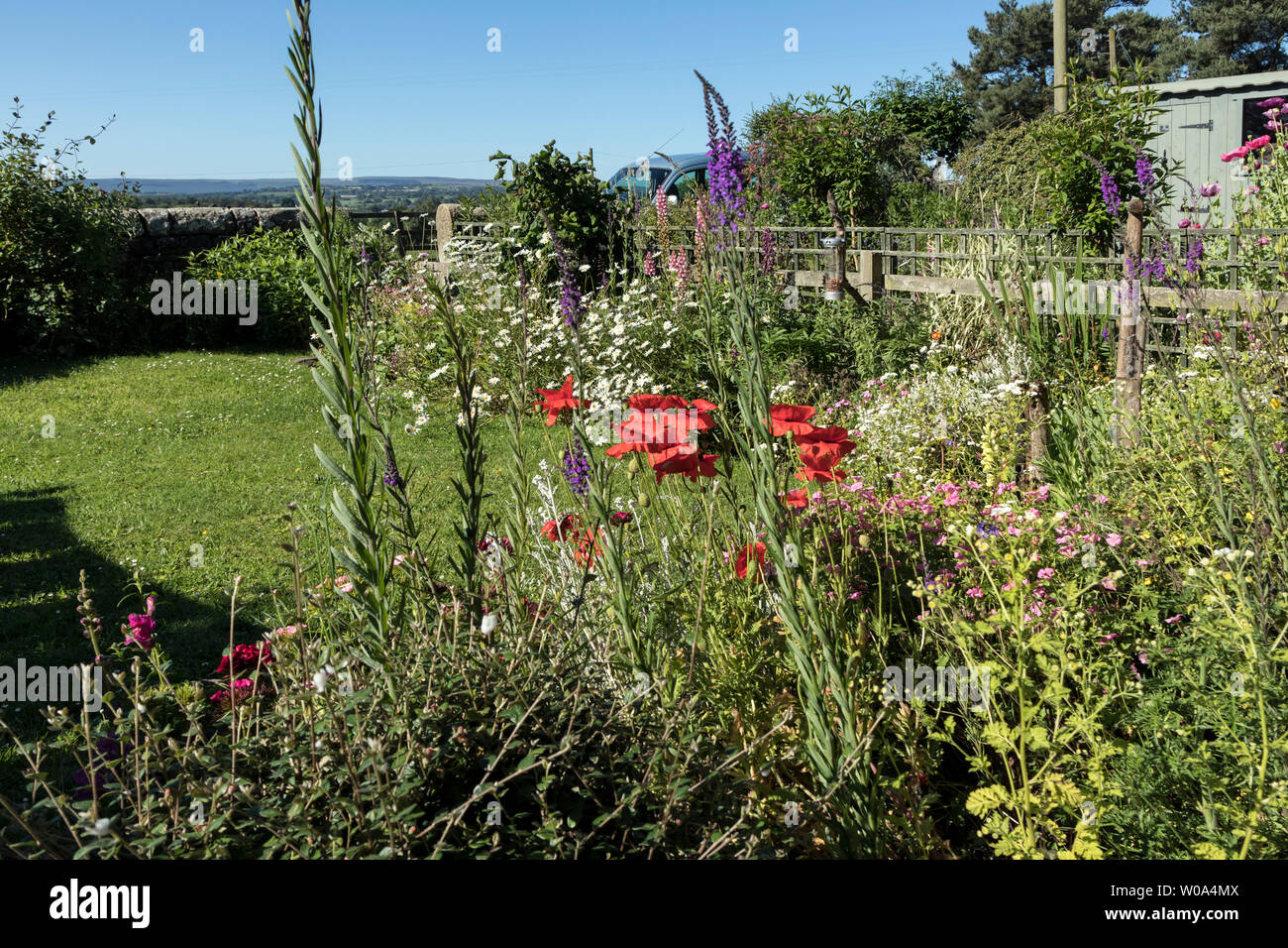 Petit jardin planté pour la faune, Teesdale, County Durham, Royaume-Uni Banque D'Images