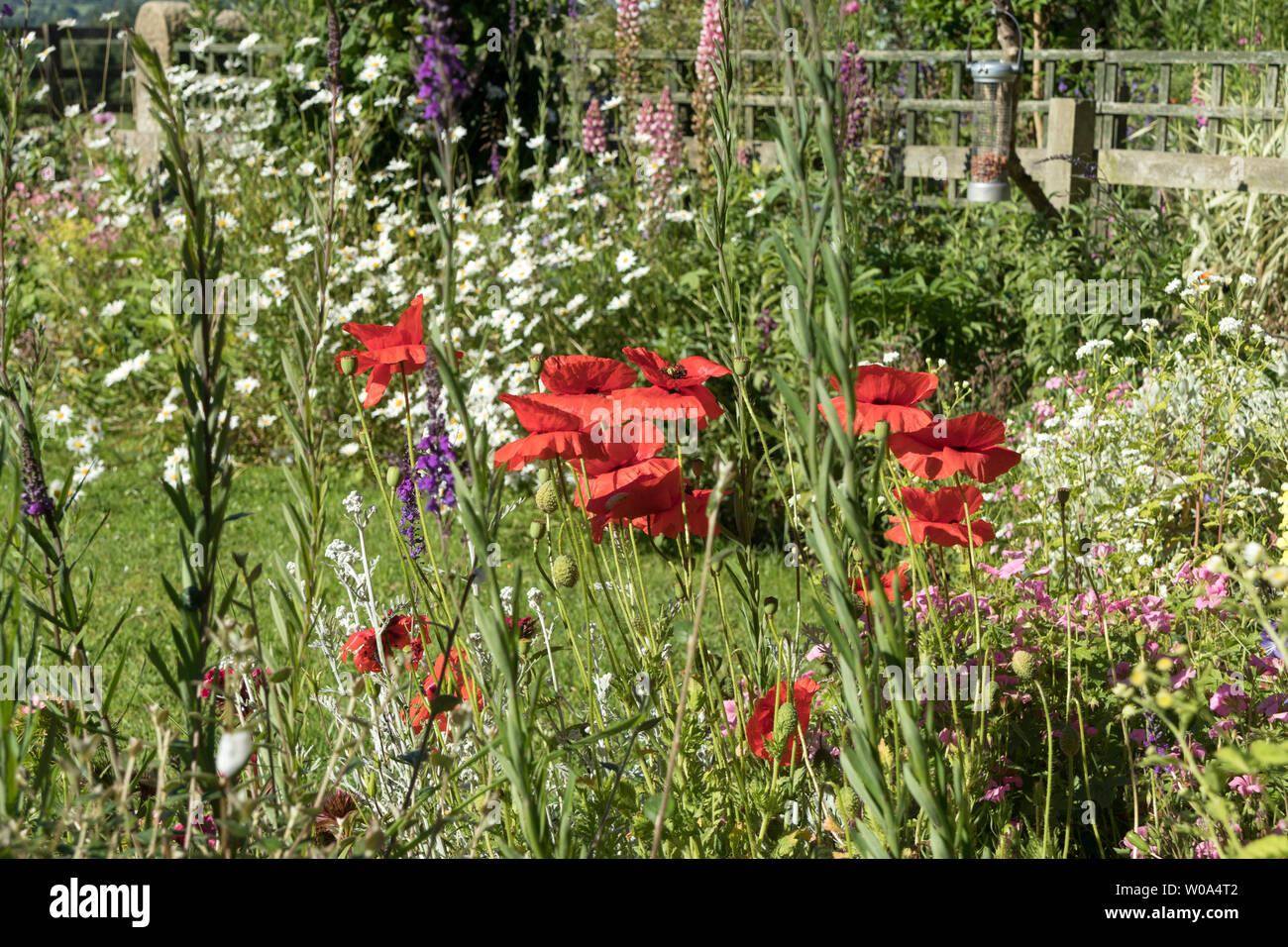 Petit jardin planté pour la faune, Teesdale, County Durham, Royaume-Uni Banque D'Images