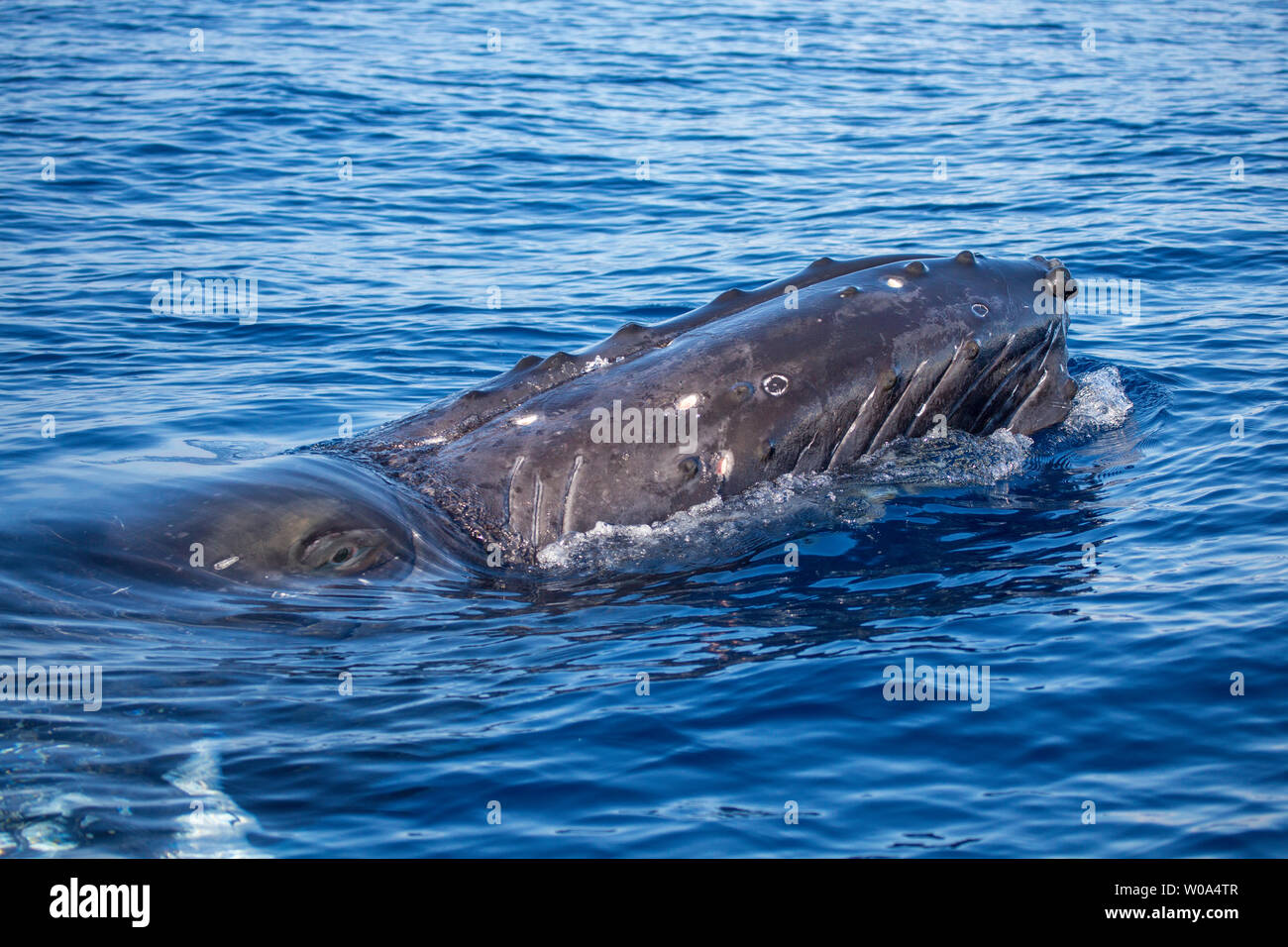 Ce rorqual à bosse, Megaptera novaeangliae, obtient un regard rapide dans la surface juste avant qu'il exhale. Aussi visible sur les bosses ou les tubercules sont Banque D'Images