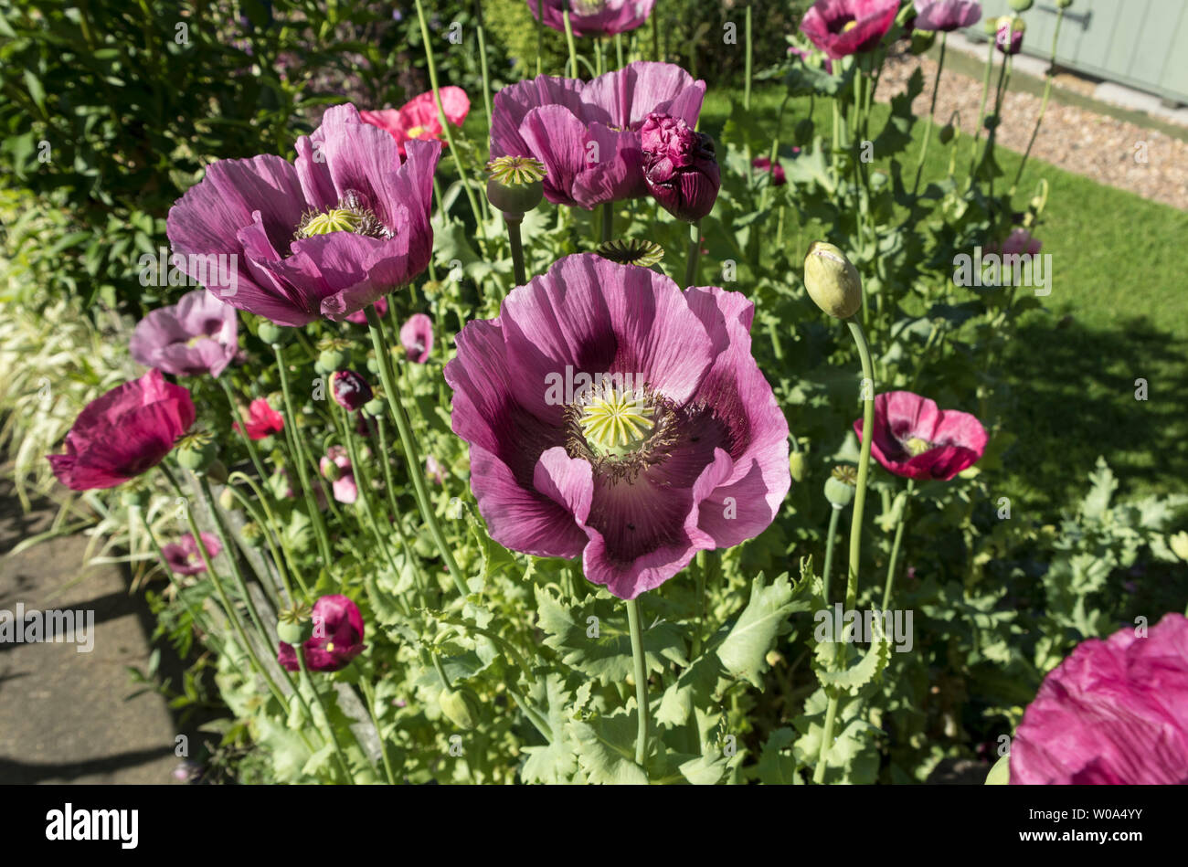 Papaver somniferum Pavot Fleur, UK Banque D'Images