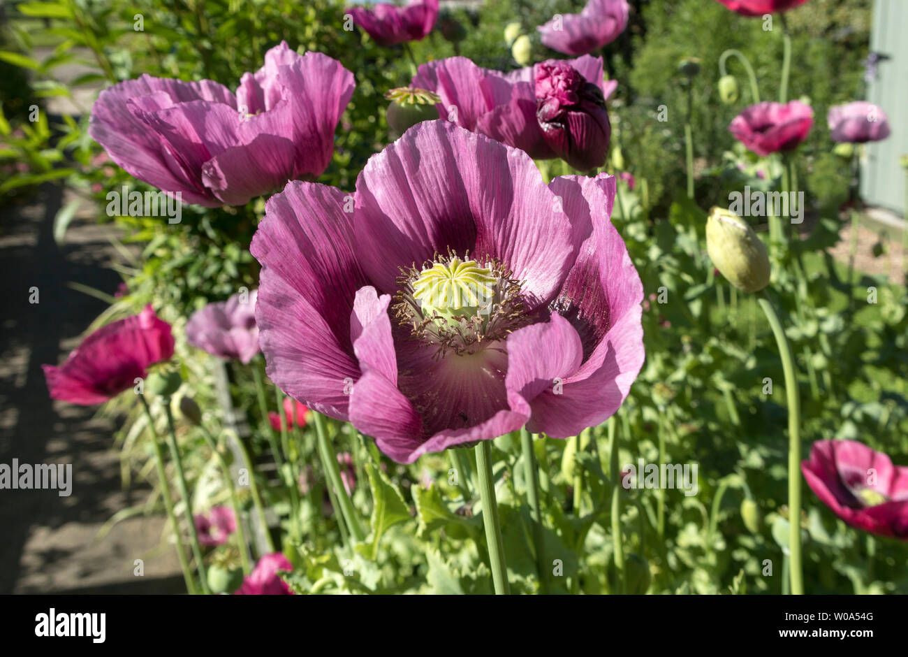 Papaver somniferum Pavot Fleur, UK Banque D'Images