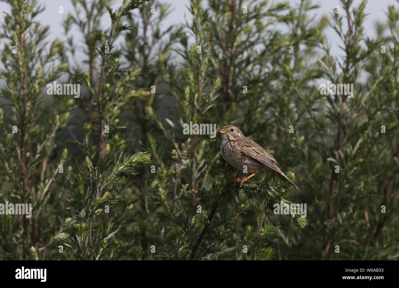 Soute de maïs (Emberiza calandra), assise à Mugwort Banque D'Images