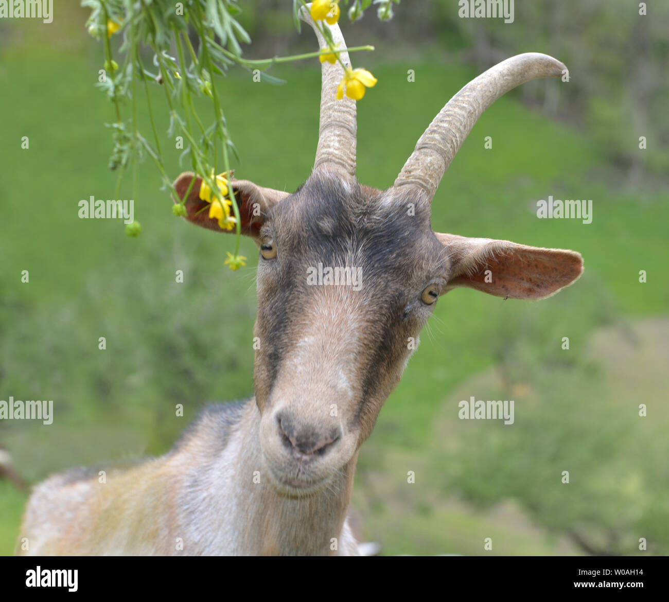 Portrait d'une jolie chèvre alpine meadow Banque D'Images