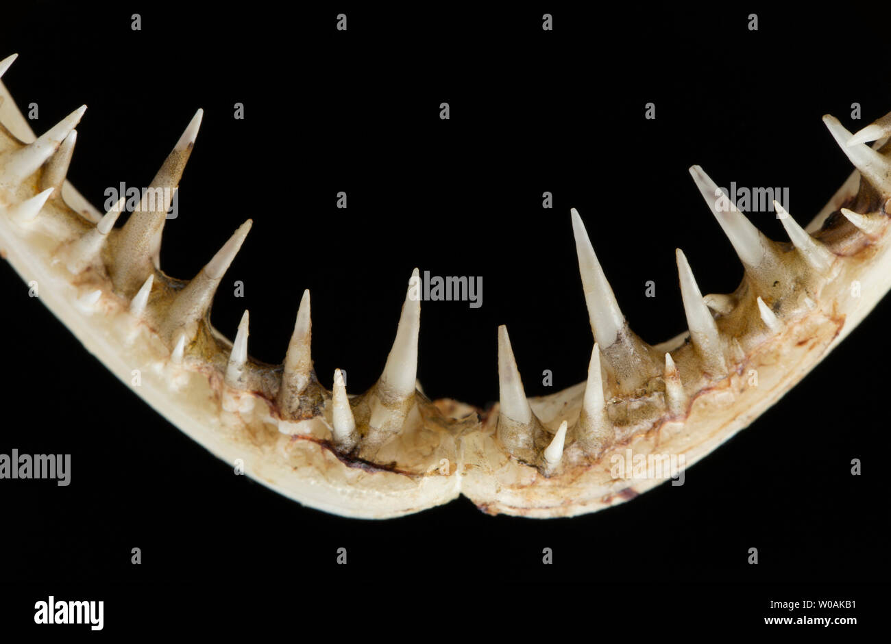 Une photographie montrant les dents dans la mâchoire inférieure d'une baudroie, ou baudroie Lophius piscatorius,. Il y a une certaine confusion sur l'utilisation du nom mo Banque D'Images