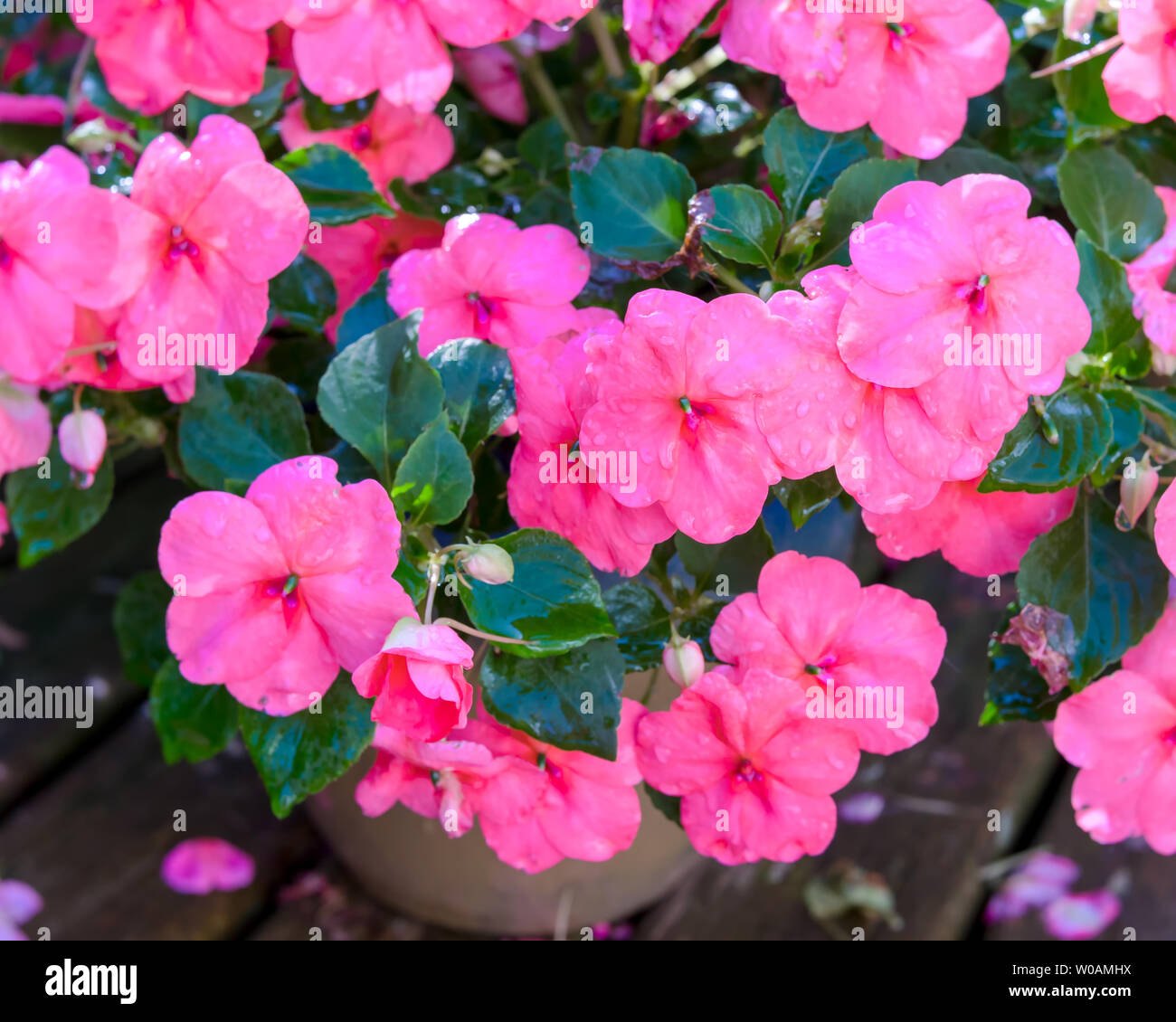 Belle floraison rose plante impatiens. Banque D'Images