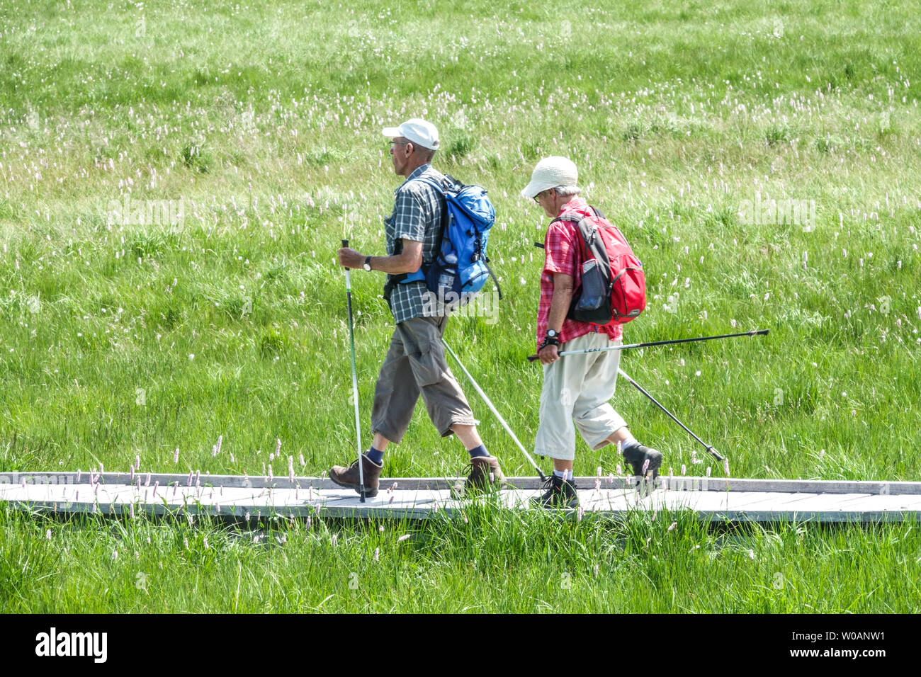 Deux randonneurs âgés, un sentier en bois passant par une tourbière, près de Bozi Dar, Ore Mountains, République tchèque randonnée couple Senior marchant Banque D'Images