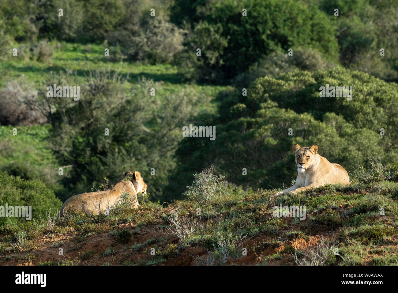 Lionnes, Panthero leo, Amakhala Game Reserve, Afrique du Sud Banque D'Images