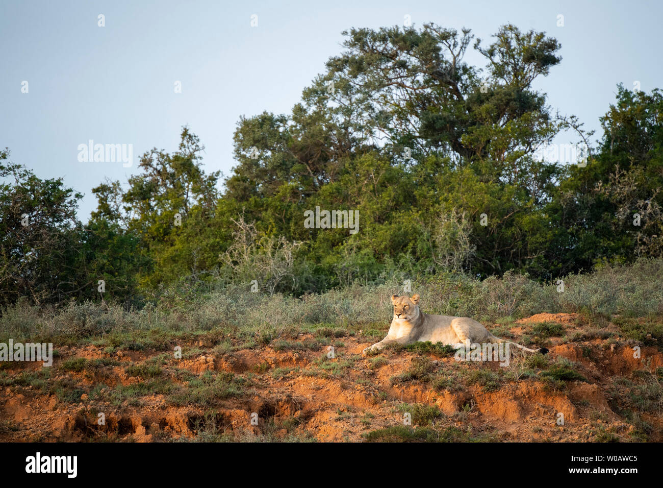 Lionne, Panthero leo, Amakhala Game Reserve, Afrique du Sud Banque D'Images