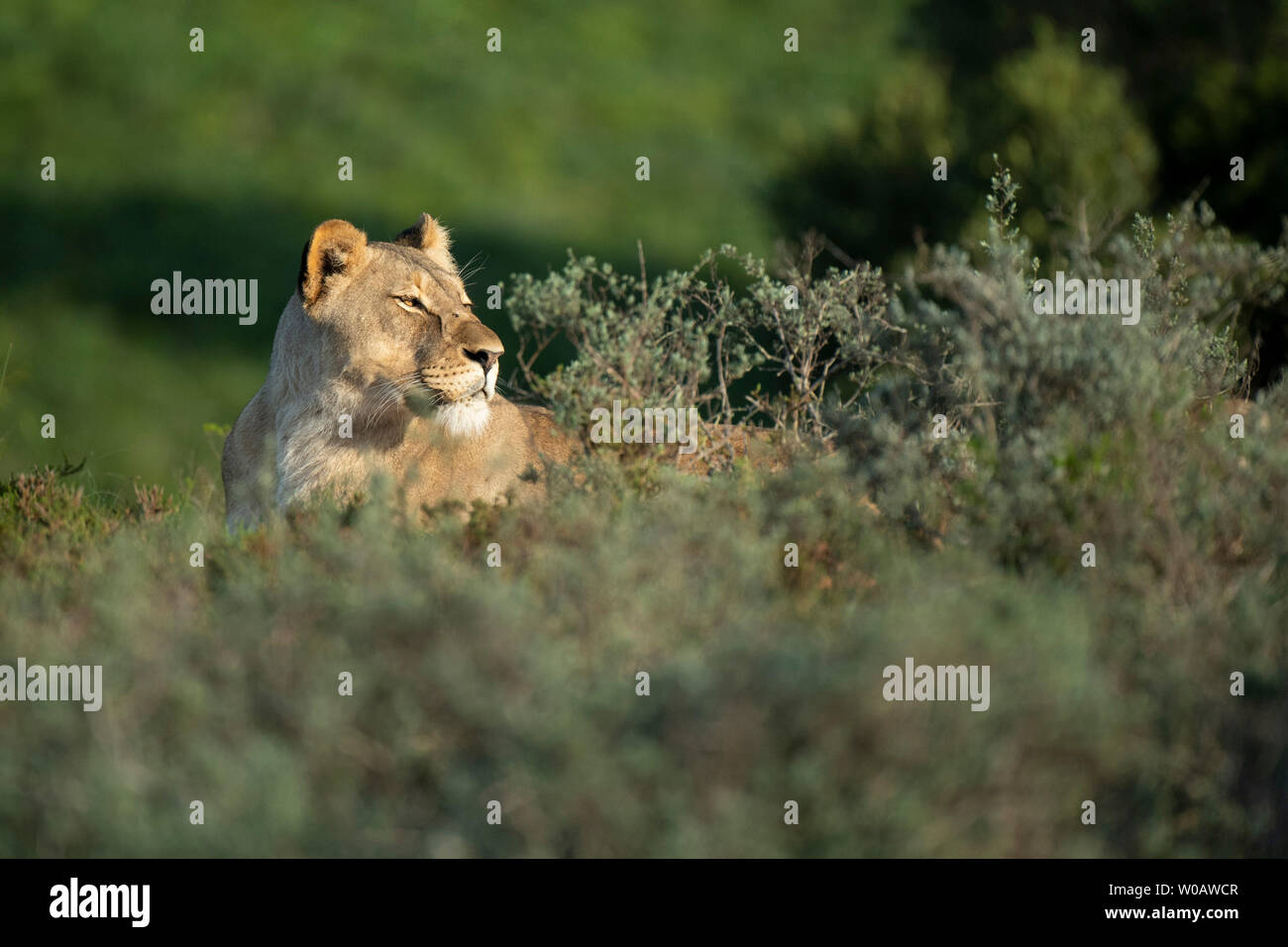 Lionne, Panthero leo, Amakhala Game Reserve, Afrique du Sud Banque D'Images